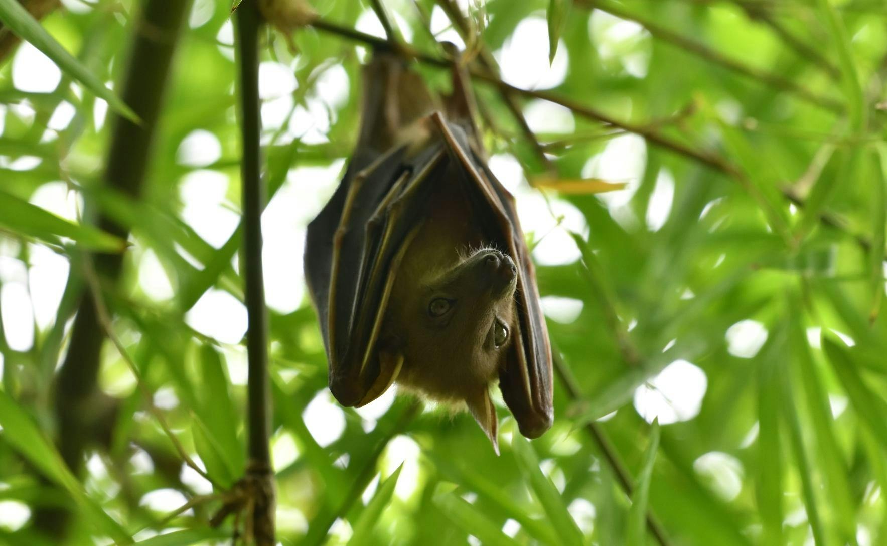 A brown bat hangs upside down in a green tree and looks into the camera.