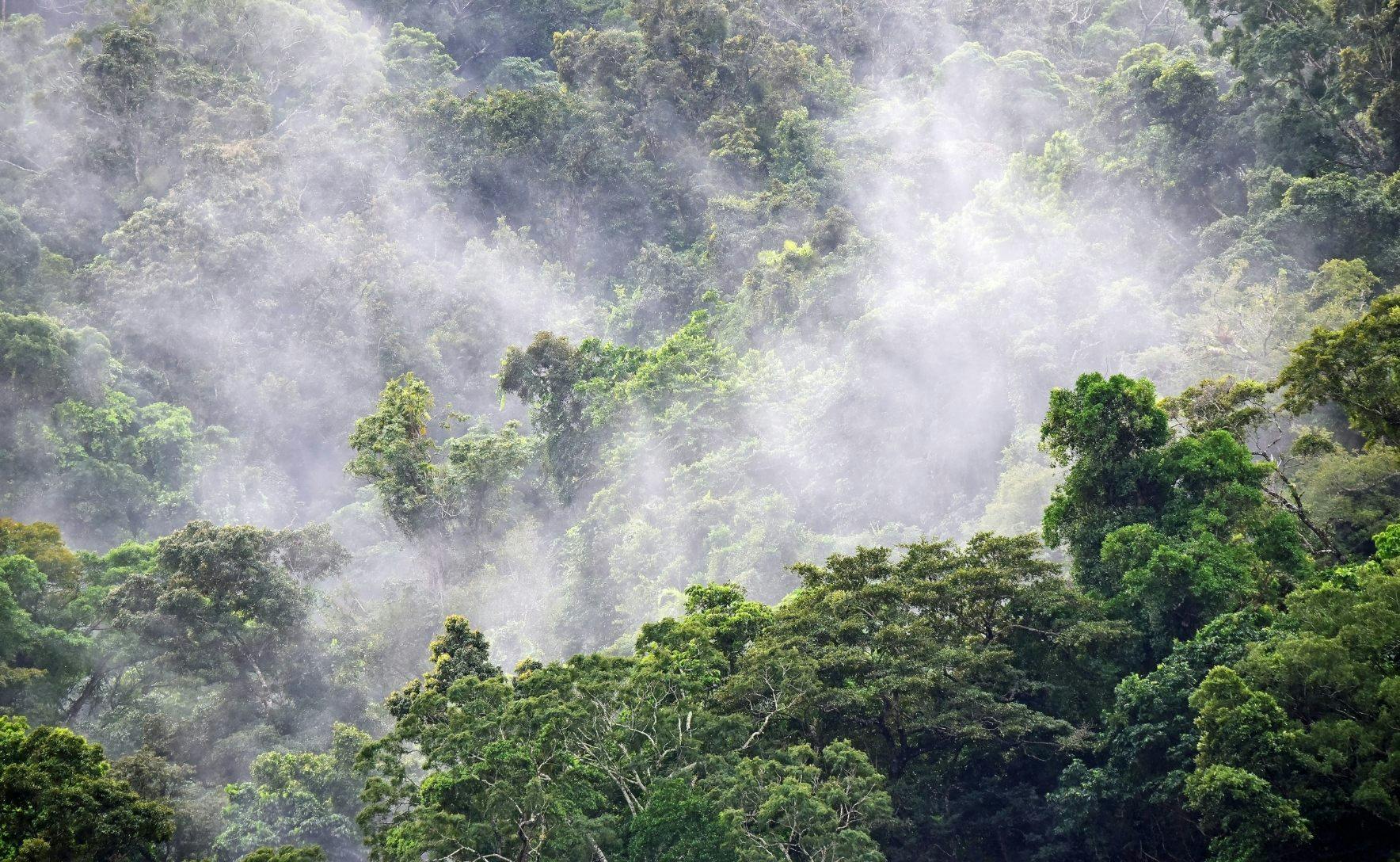 fog lying above a tree canopy. The trees are green and the image is an aerial shot.
