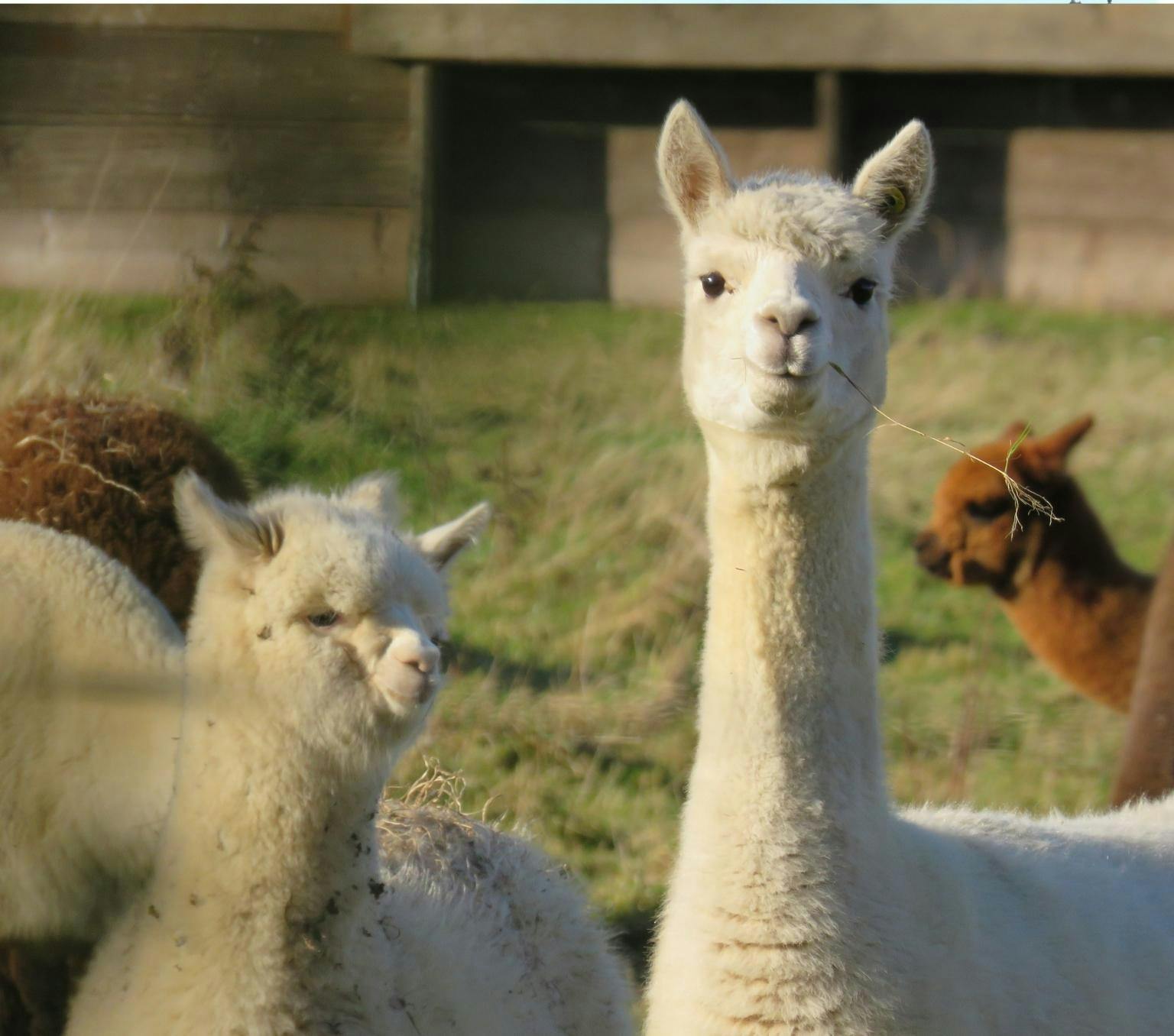 two white alpaccas in the grass pictured from the neck up. Brown alpaccas are in the background