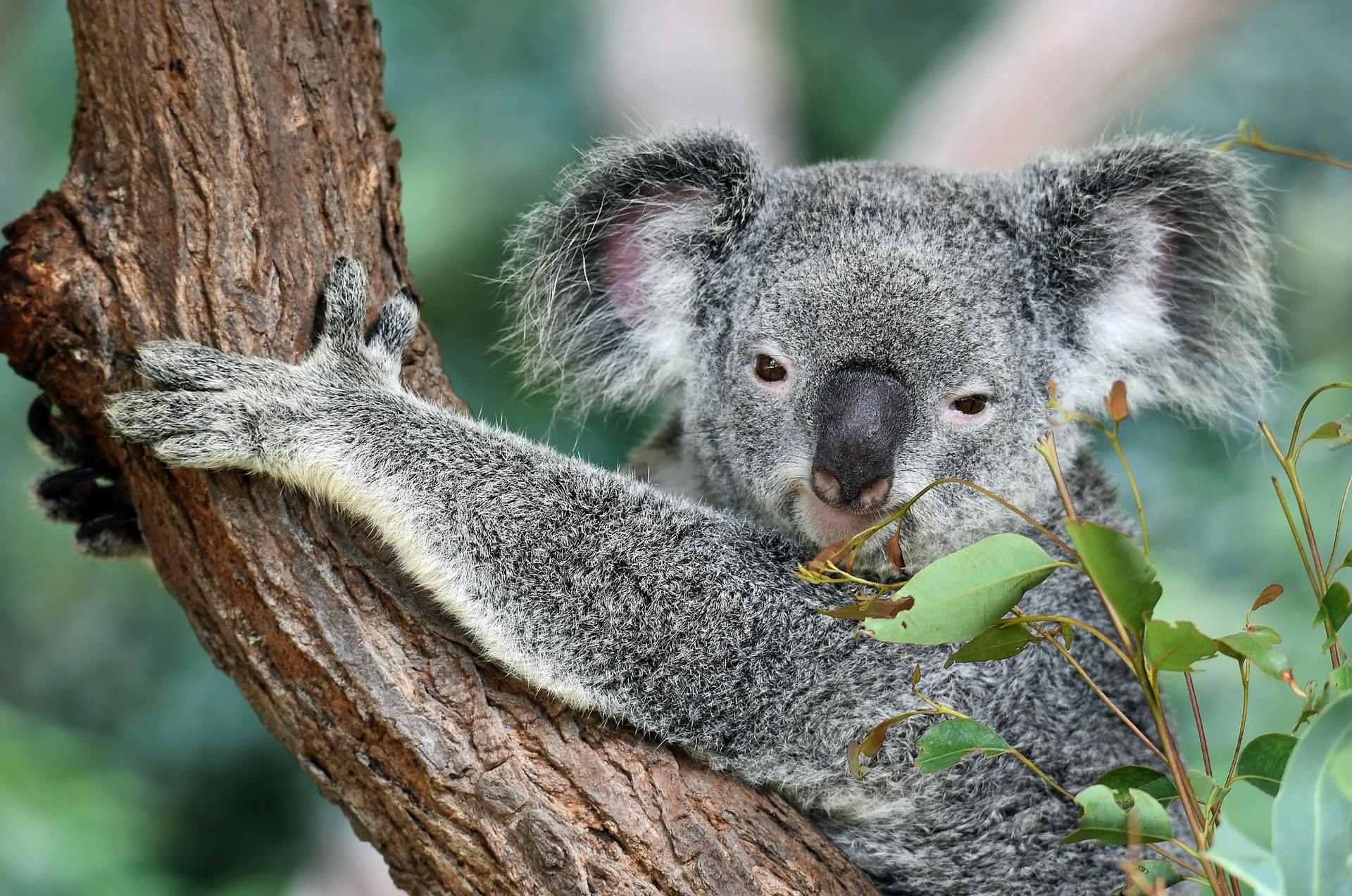 A koala grips to a brown tree trunk.