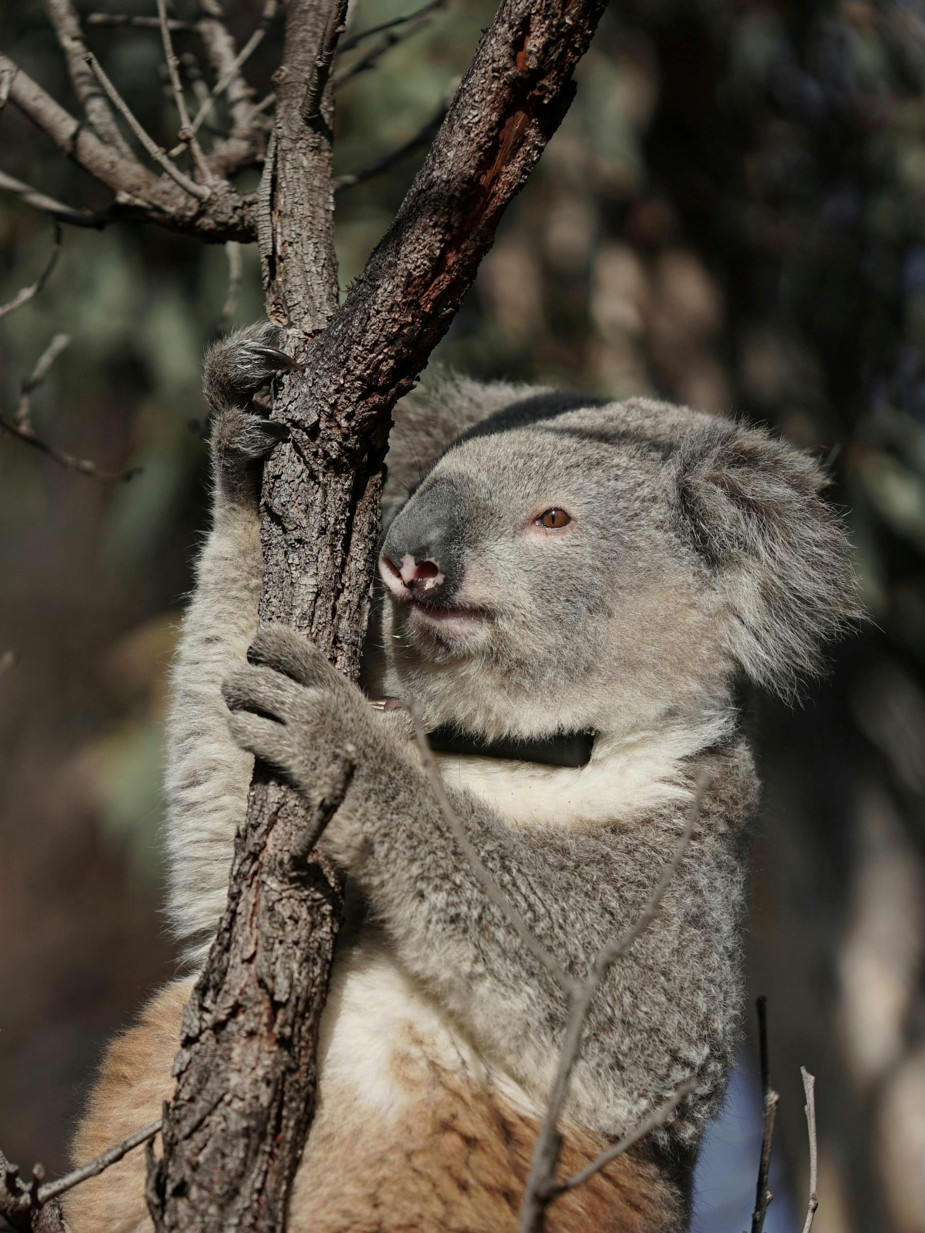A koala wearing a black tracking collar clings onto a thin tree branch.
