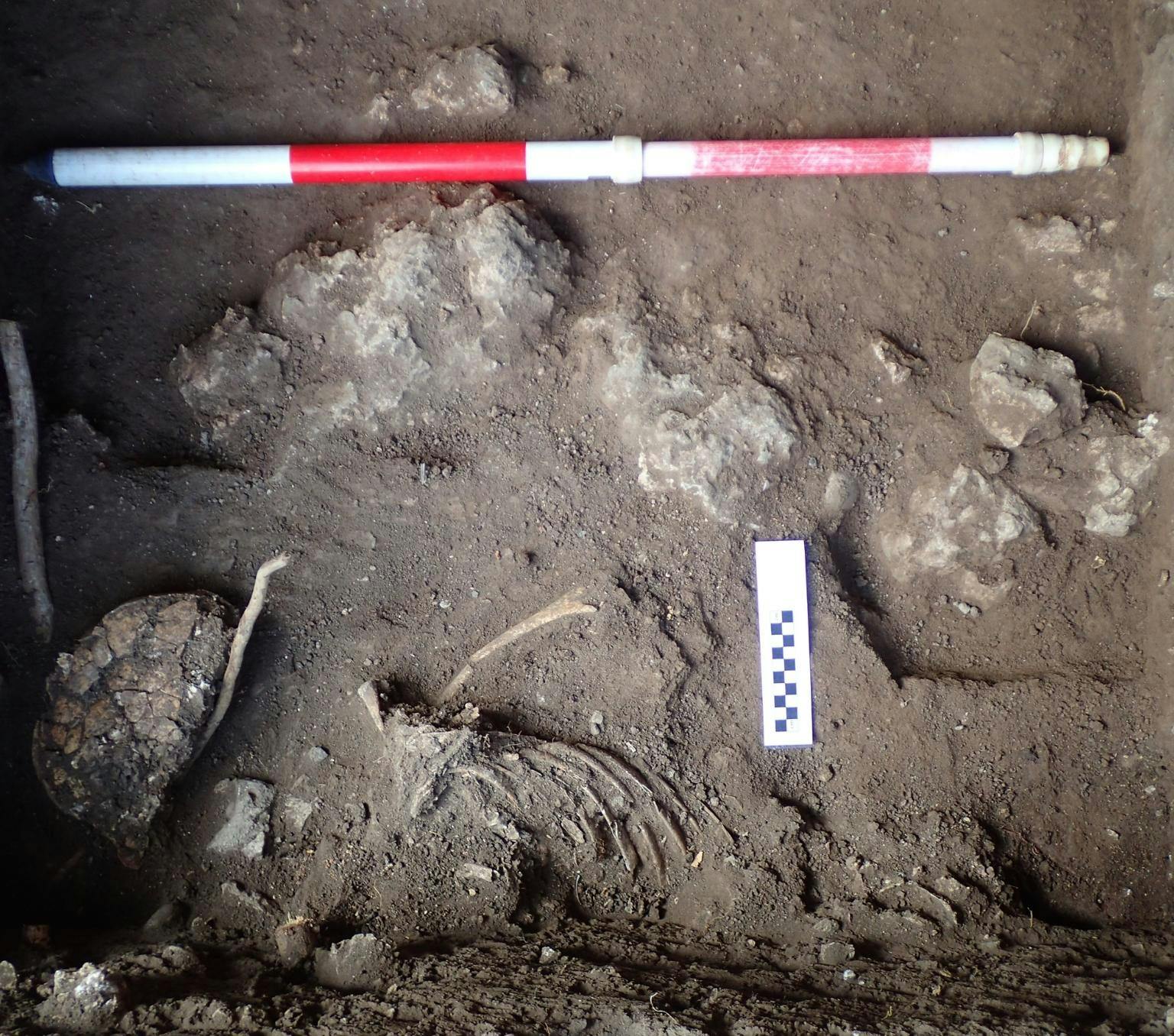 Human remains unearthed in the dirt at Jareng Bori rockshelter in Pantar island. Human bones are visible in the dirt. Excavation equipment is also laid out in the dirt around the bones.