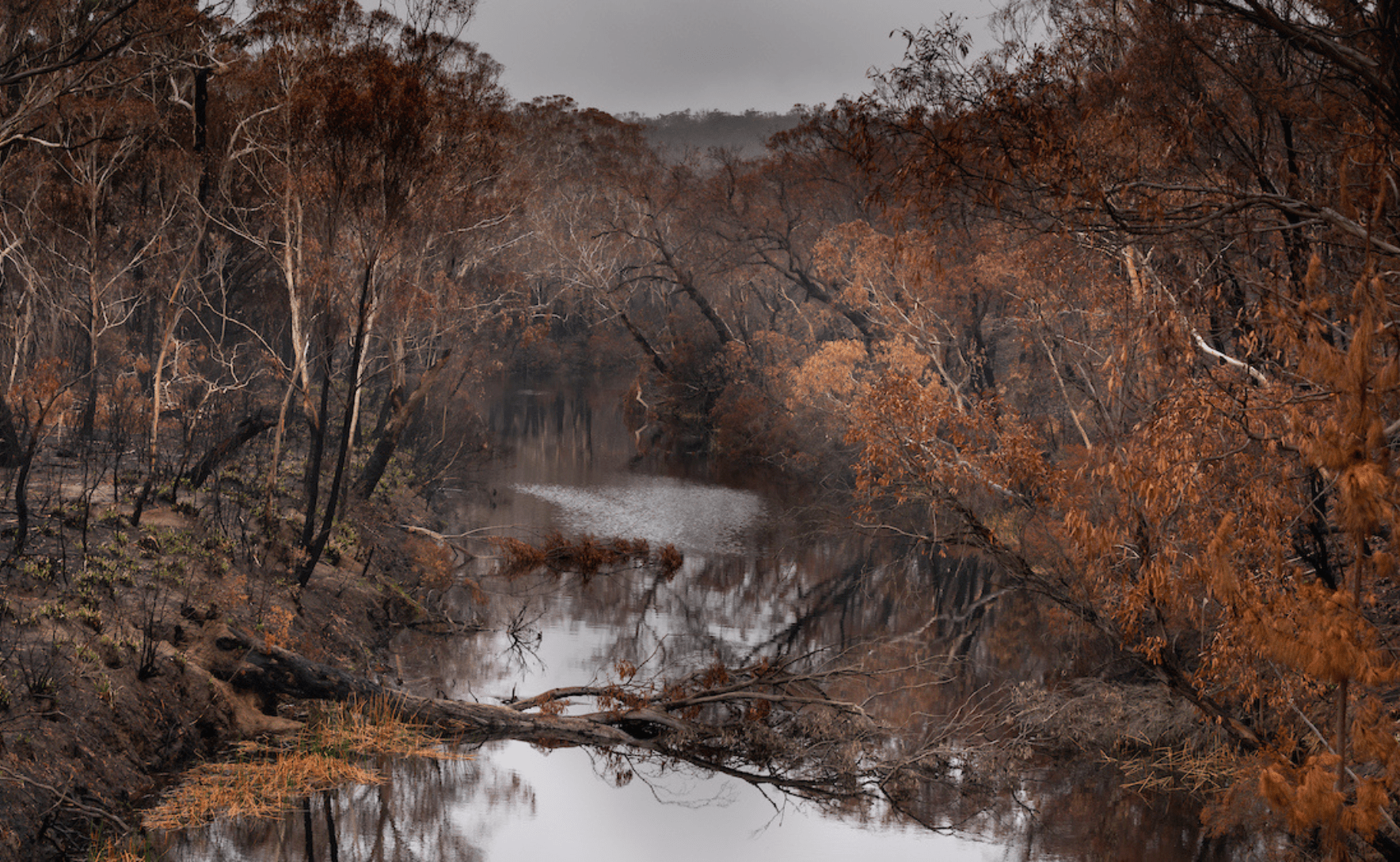 Burnt trees on either side of a river