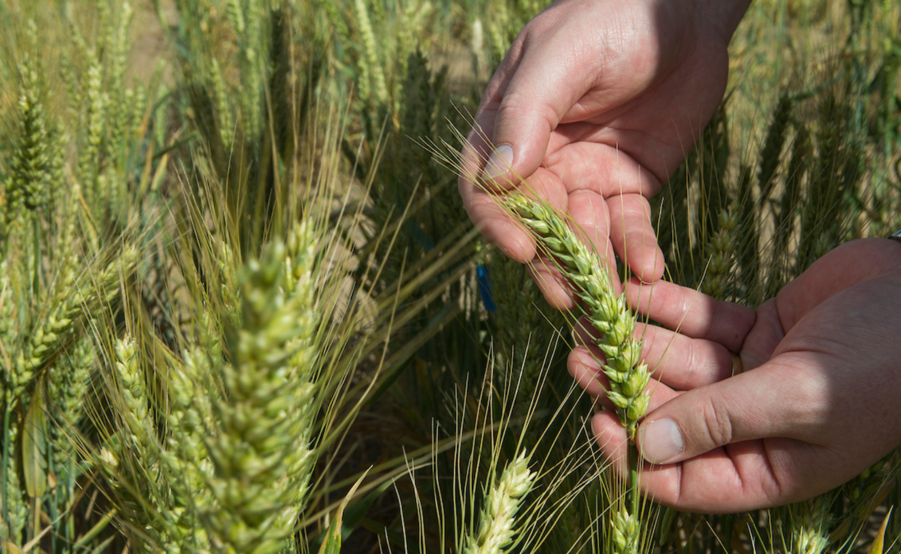 A pair of hands gently holding a wheat stalk, in a wheat field