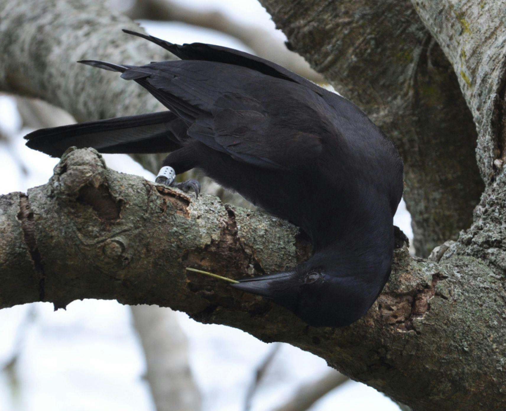 A black crow holding a stick tool.