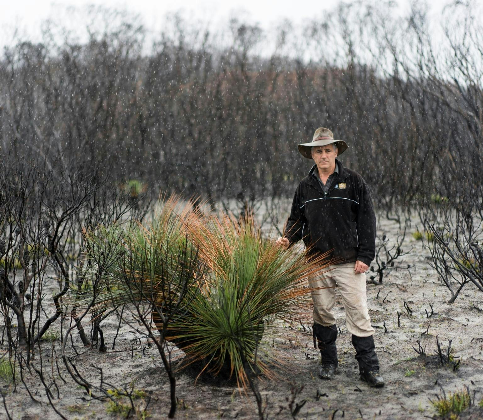 David Lindenmayer is wearing a black jumper, a broad brimmed hat and beige pants. He is standing next to a green spiky shrub. He is surrounded by black burnt trees and grey earth.
