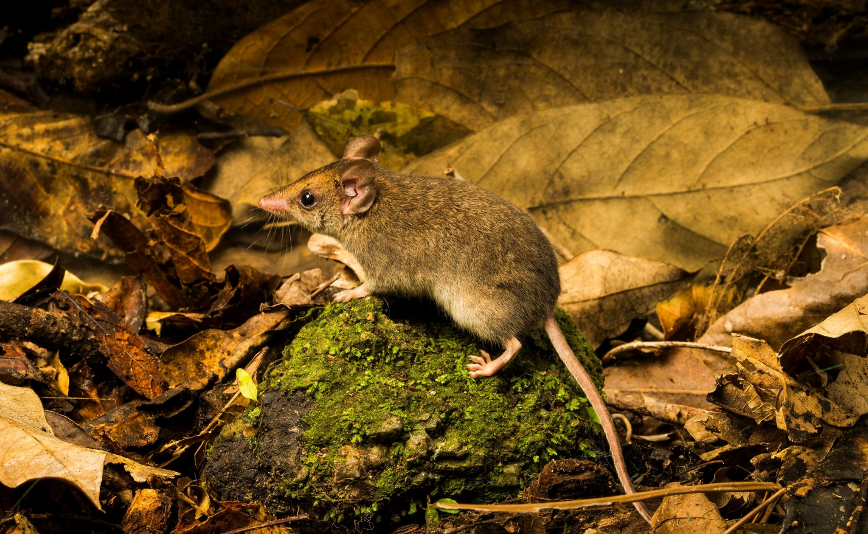 A small white-footed dunnart perched on a mossy rock surrounded by leaf litter. The dunnart is a small marsupial with brown fur.