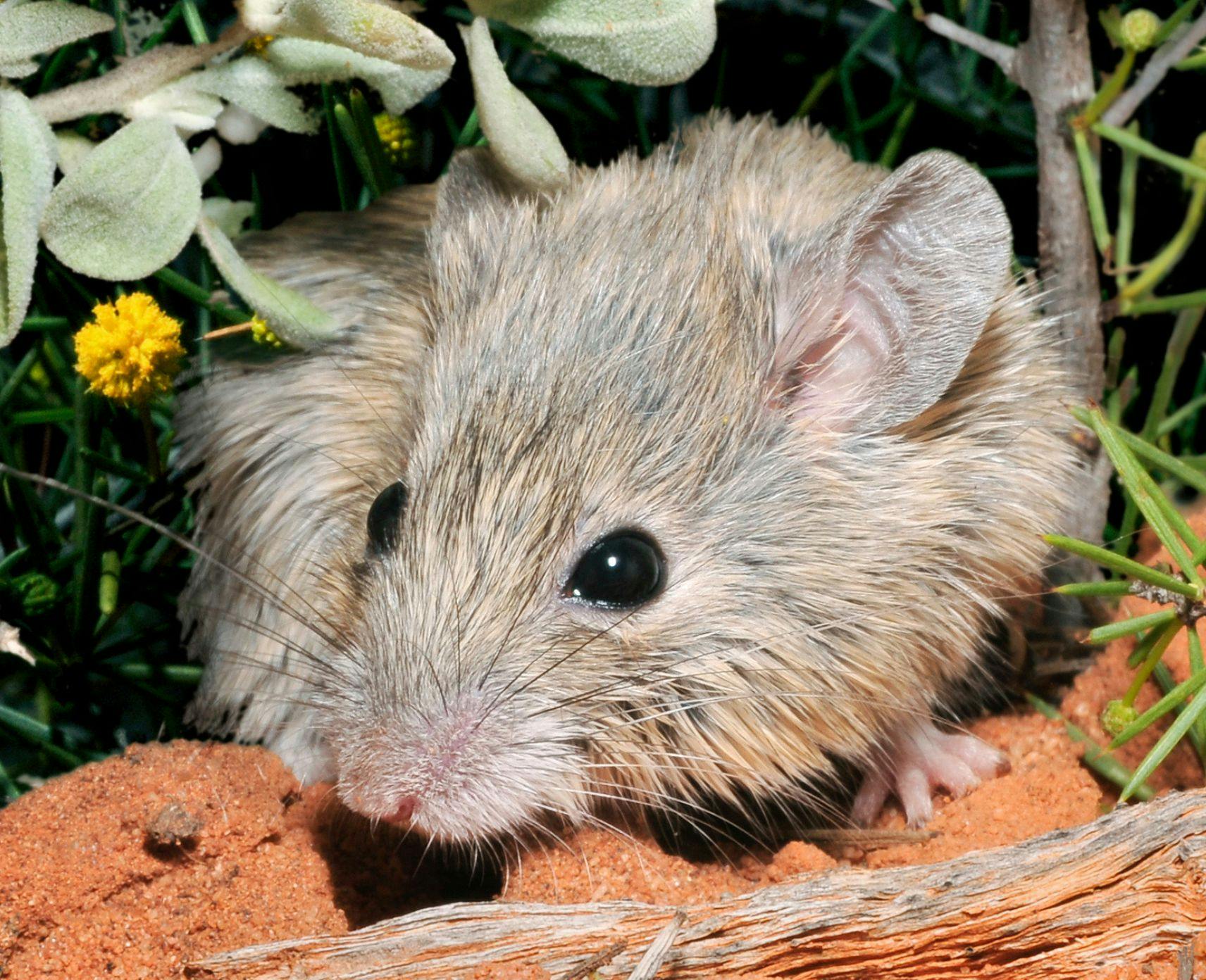 A photo of a Shark Bay mouse.