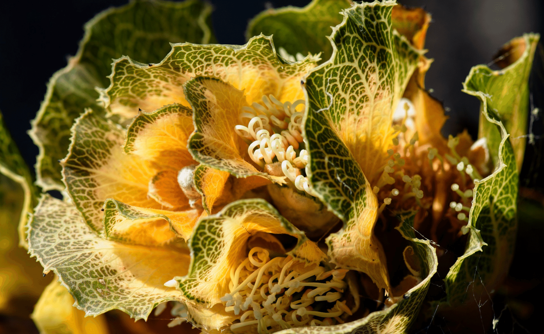 A photo of a green and yellow plant, its leaves have a ruffled cabbage-like texture.