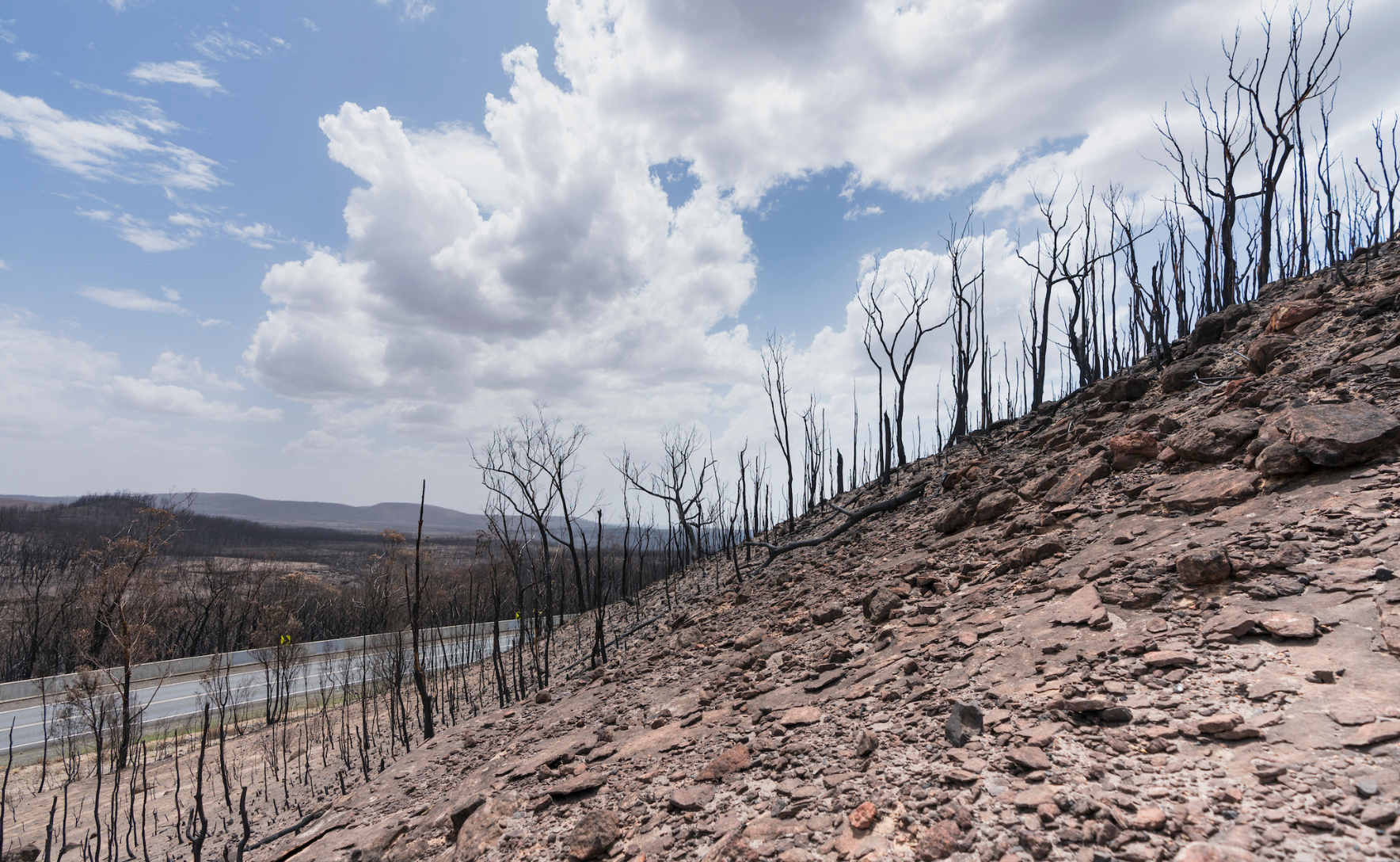 A national park devastated by bushfires. Spindly burned trees with all their lives stripped stand under a blue sky.