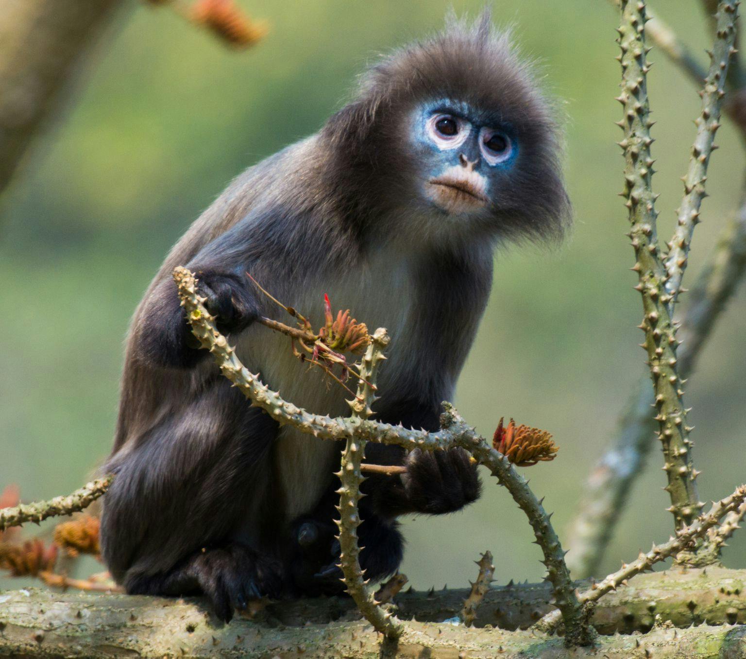 Phayre's monkey sitting amongst greenery.