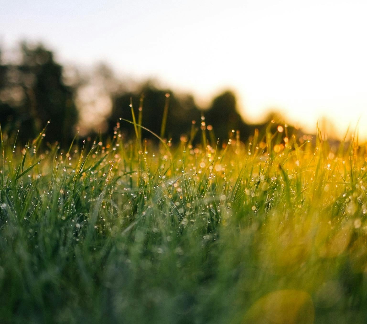 A photo of grass as the sun begins to set