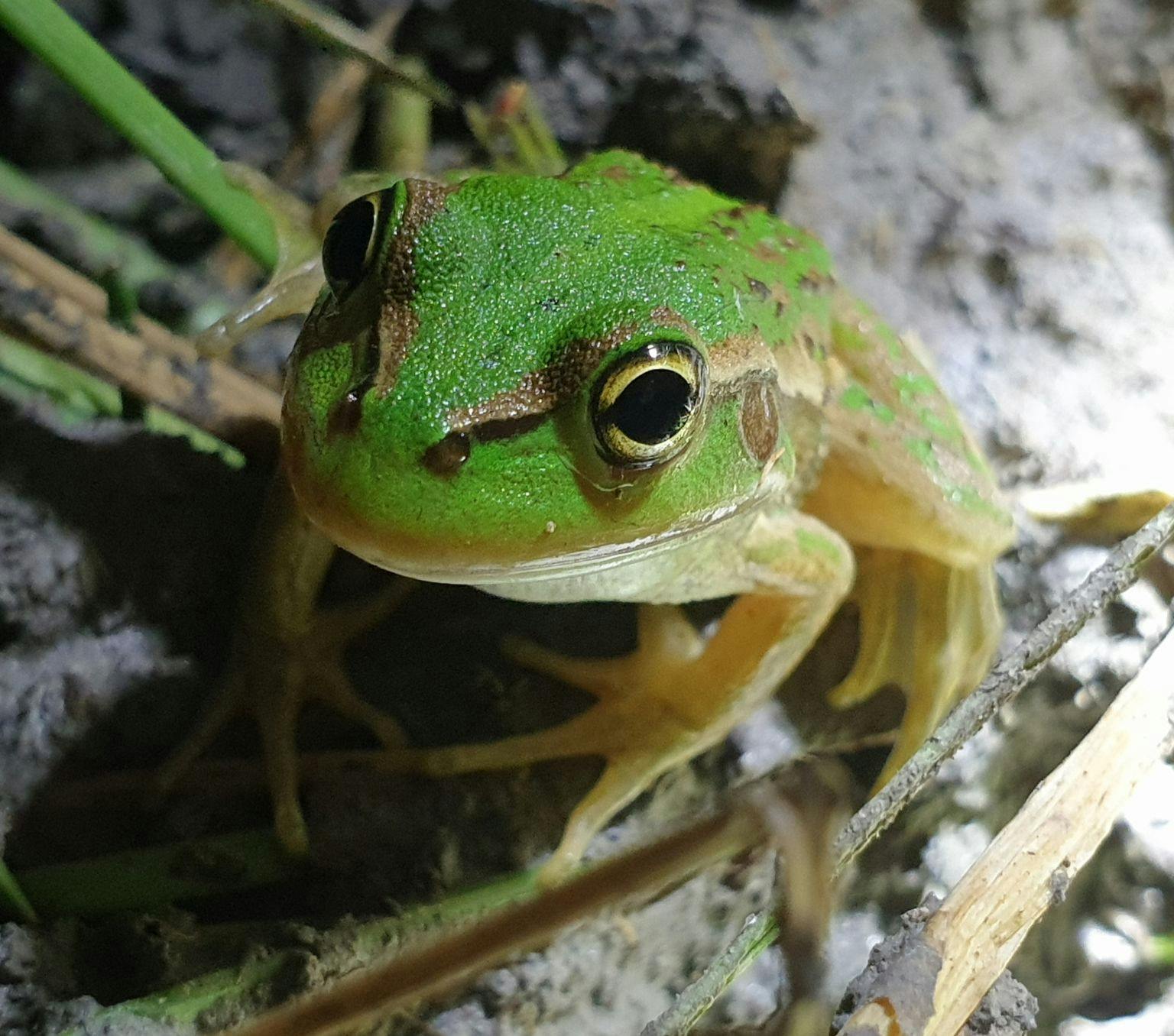 Close-up image of a green frog.