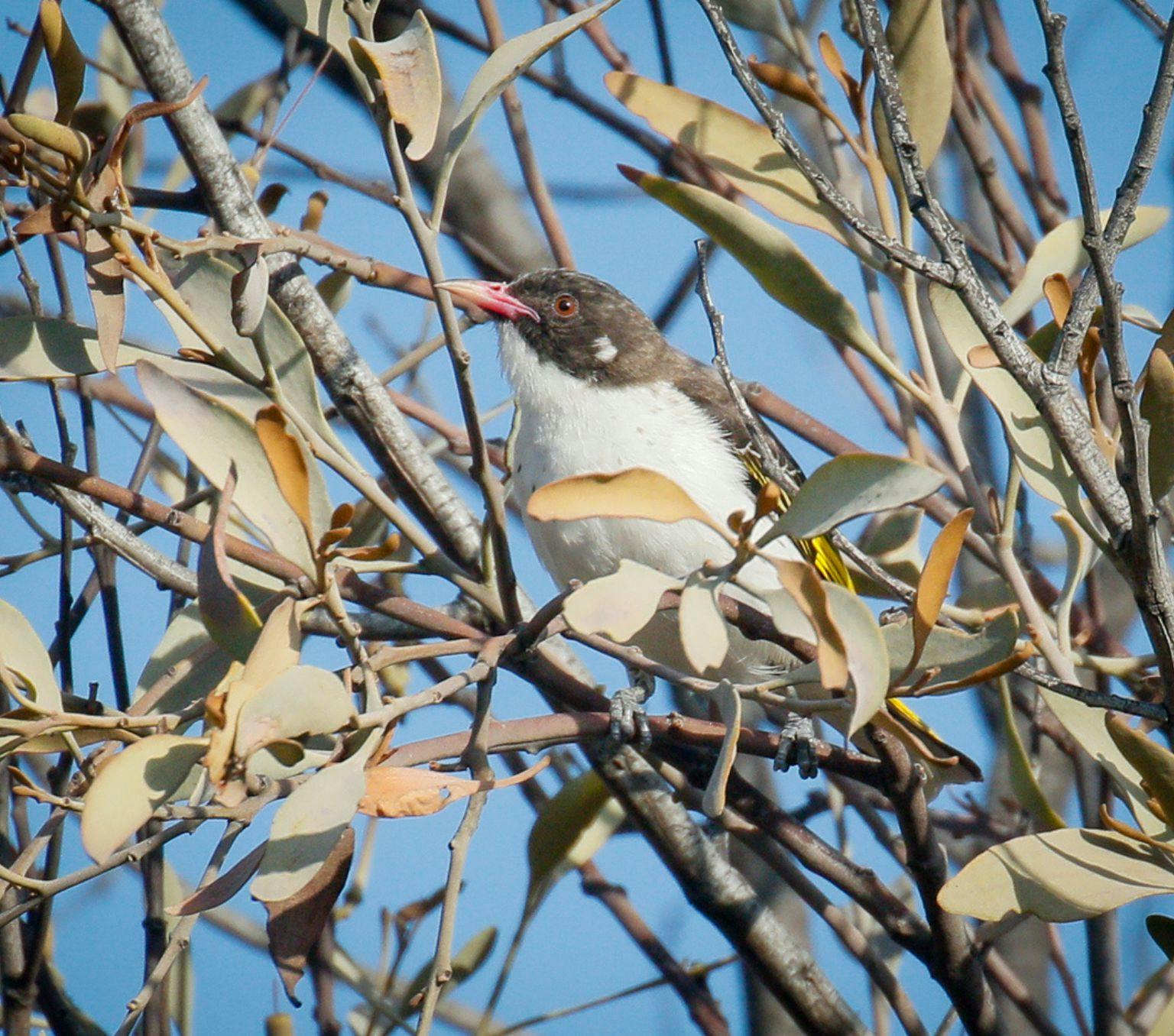 Honeyeater bird sitting in mistletoe tree.