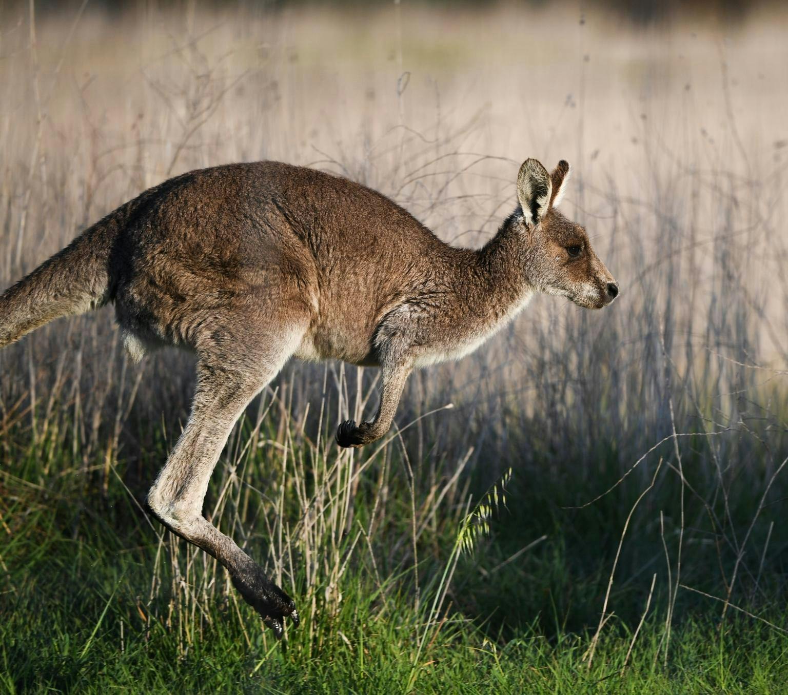 A kangaroo bouncing in the air. There are crops in the background and grass in the foreground.