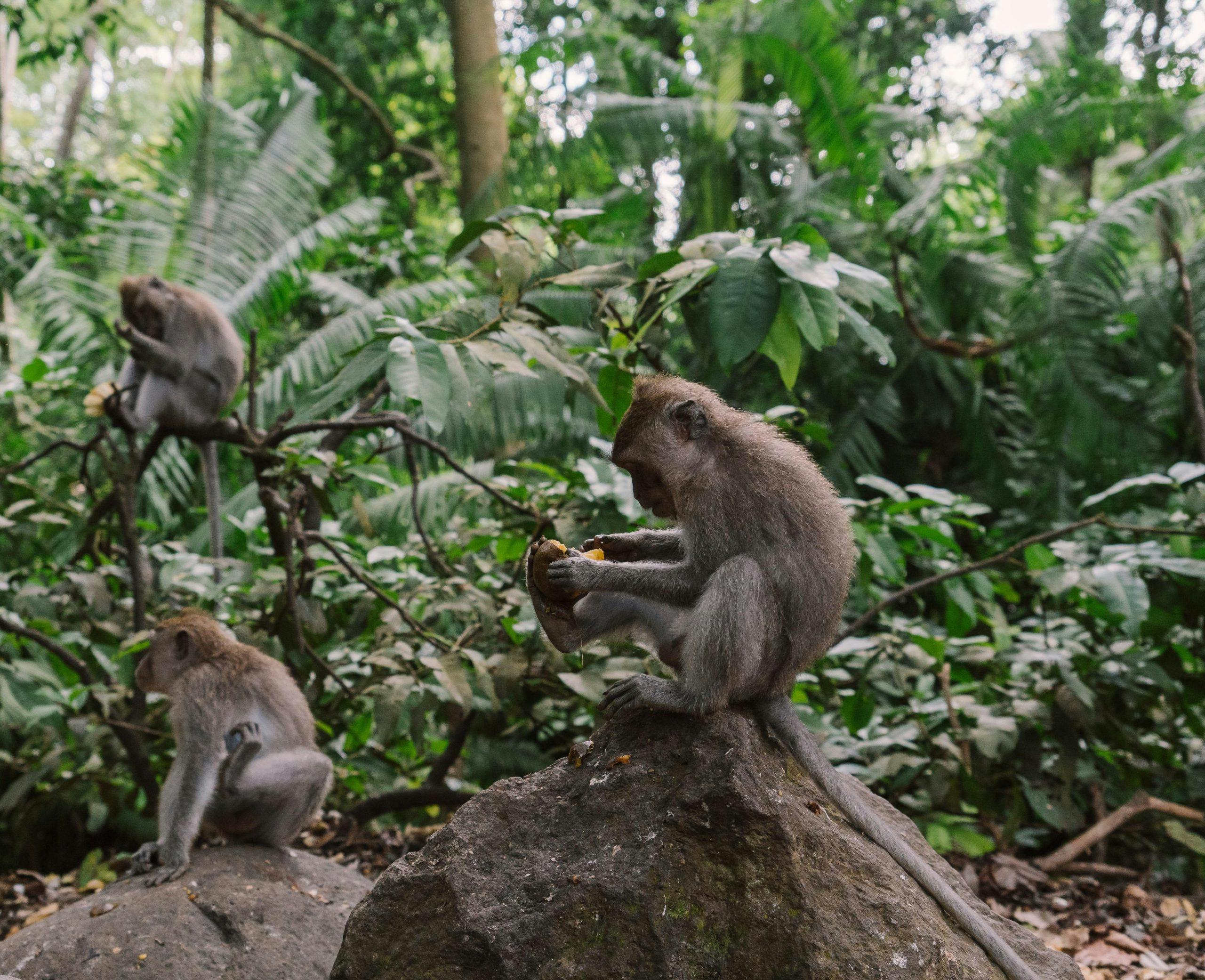 Three Rhesus Macaque monkeys sitting on rocks in a tropical forest