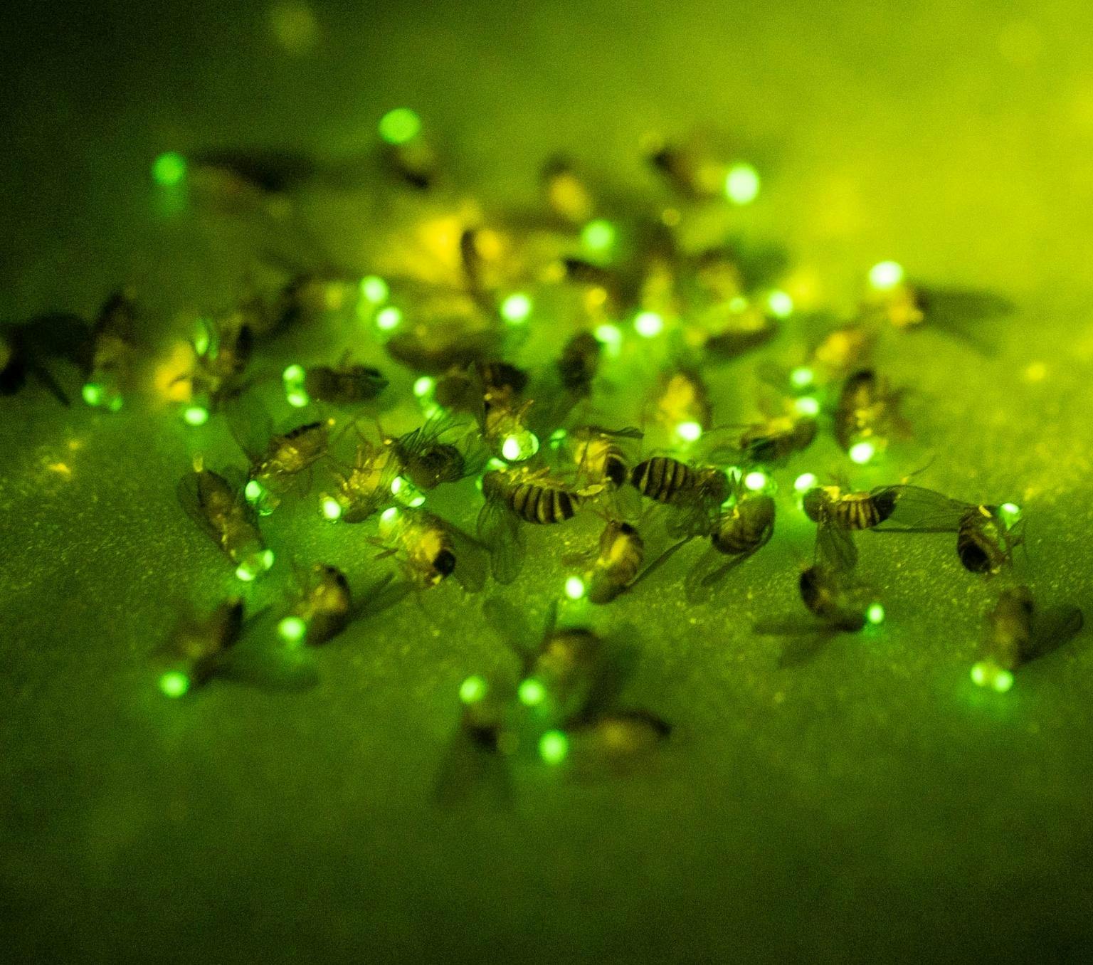 Tiny flies glow green and yellow under a microscope.