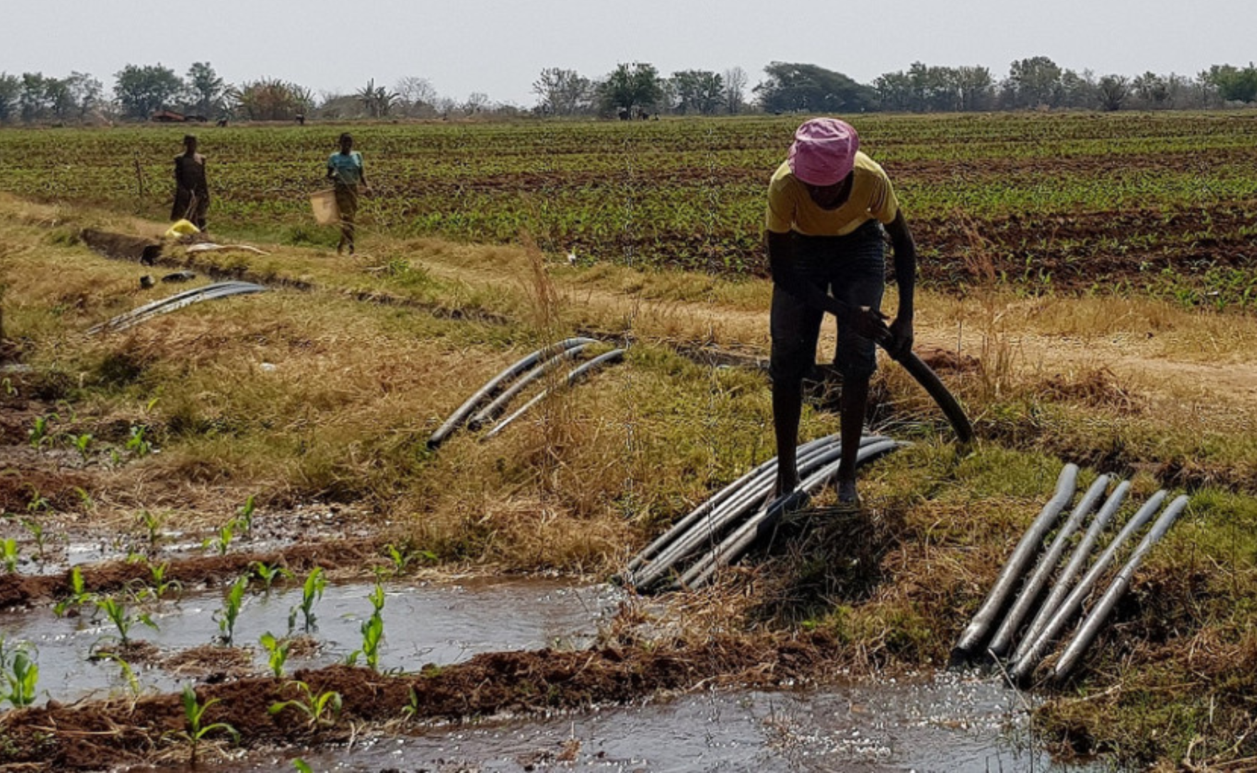 Three people are busy working in an irrigated field. The person in the foreground is holding a pipe and wearing a pink hat.