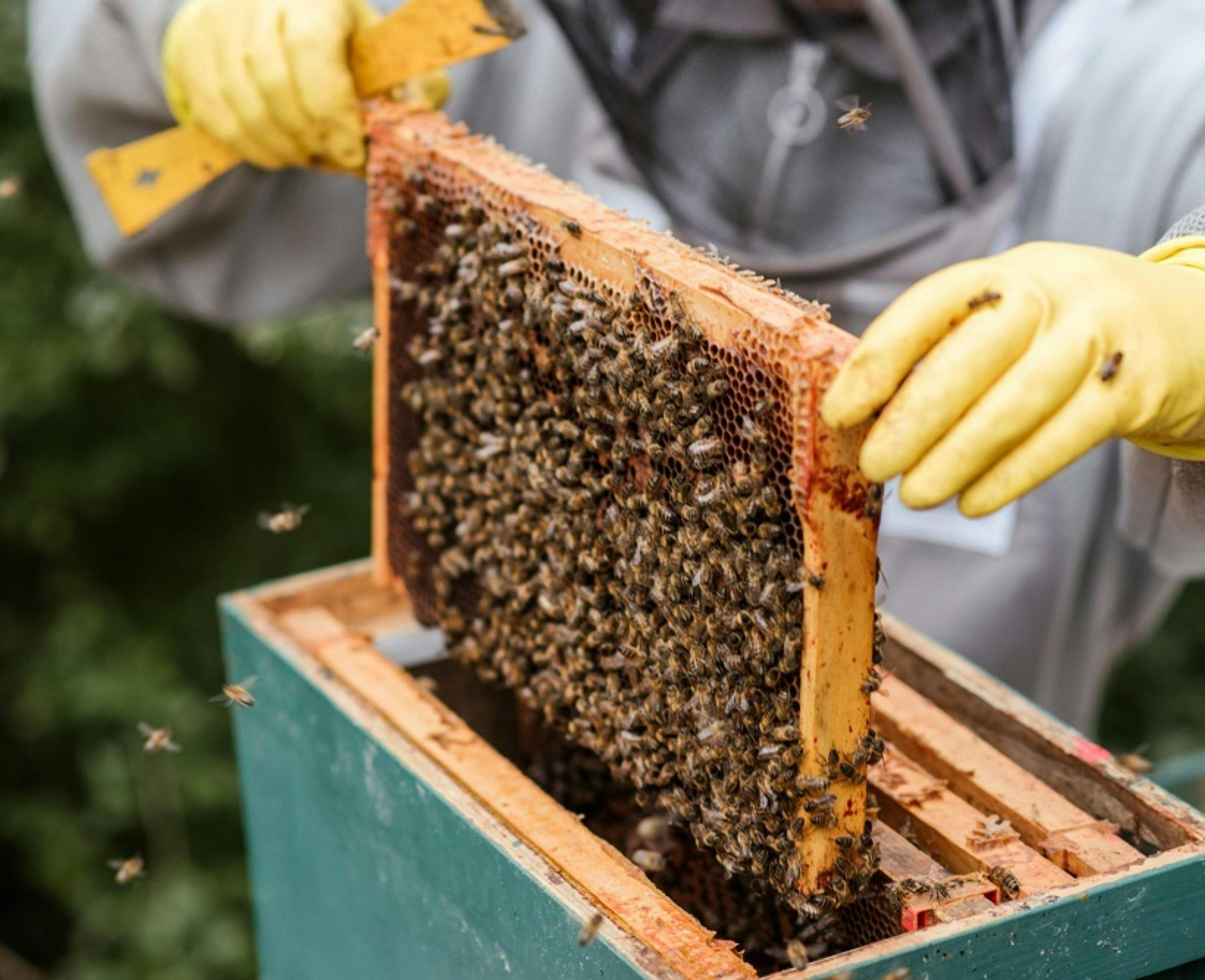 Close-up of a wooden beehive frame. A beekeeper wearing yellow gloves holds a beehive frame covered in european honey bees above a green beekeeping box.