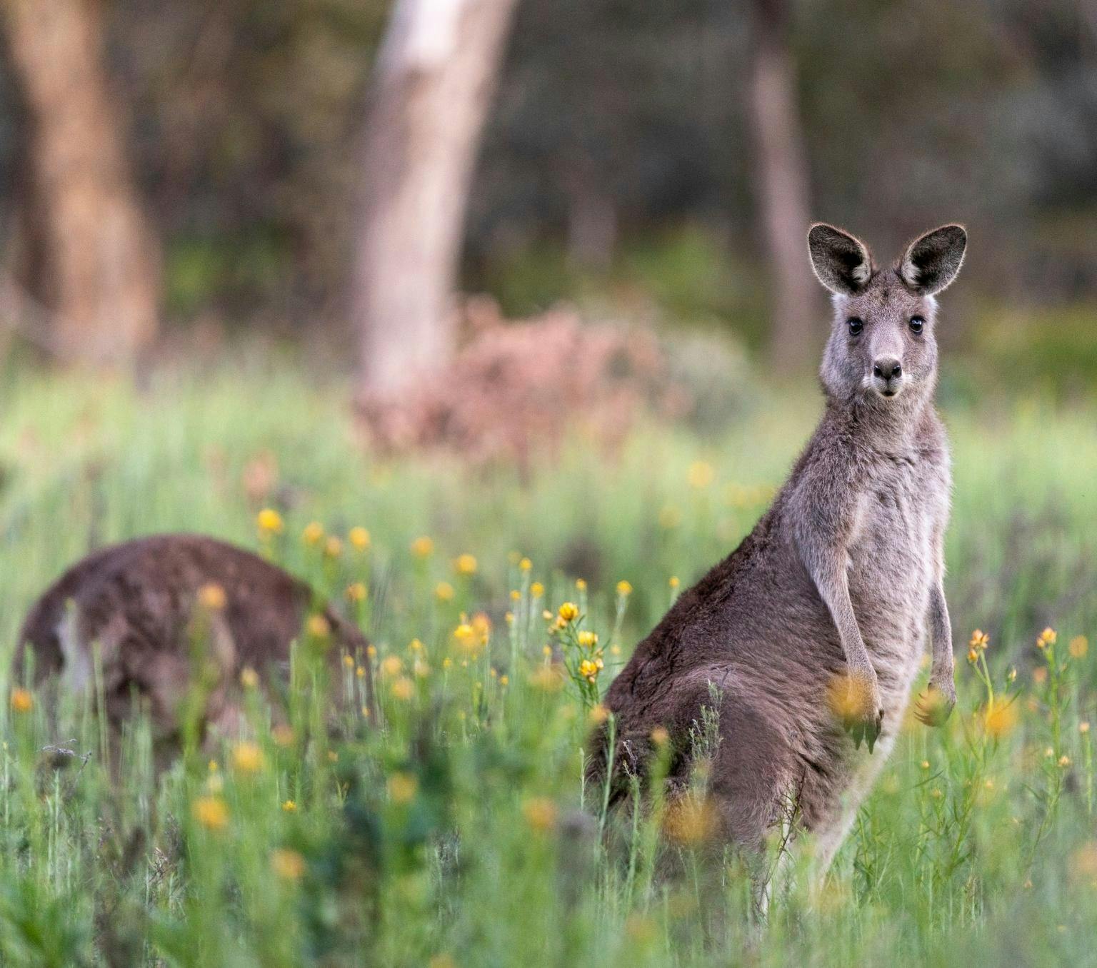 Two Eastern Gray kangaroos in Mount Ainsle Nature Reserve in Canberra. One of the kangaroos is looking at the camera.