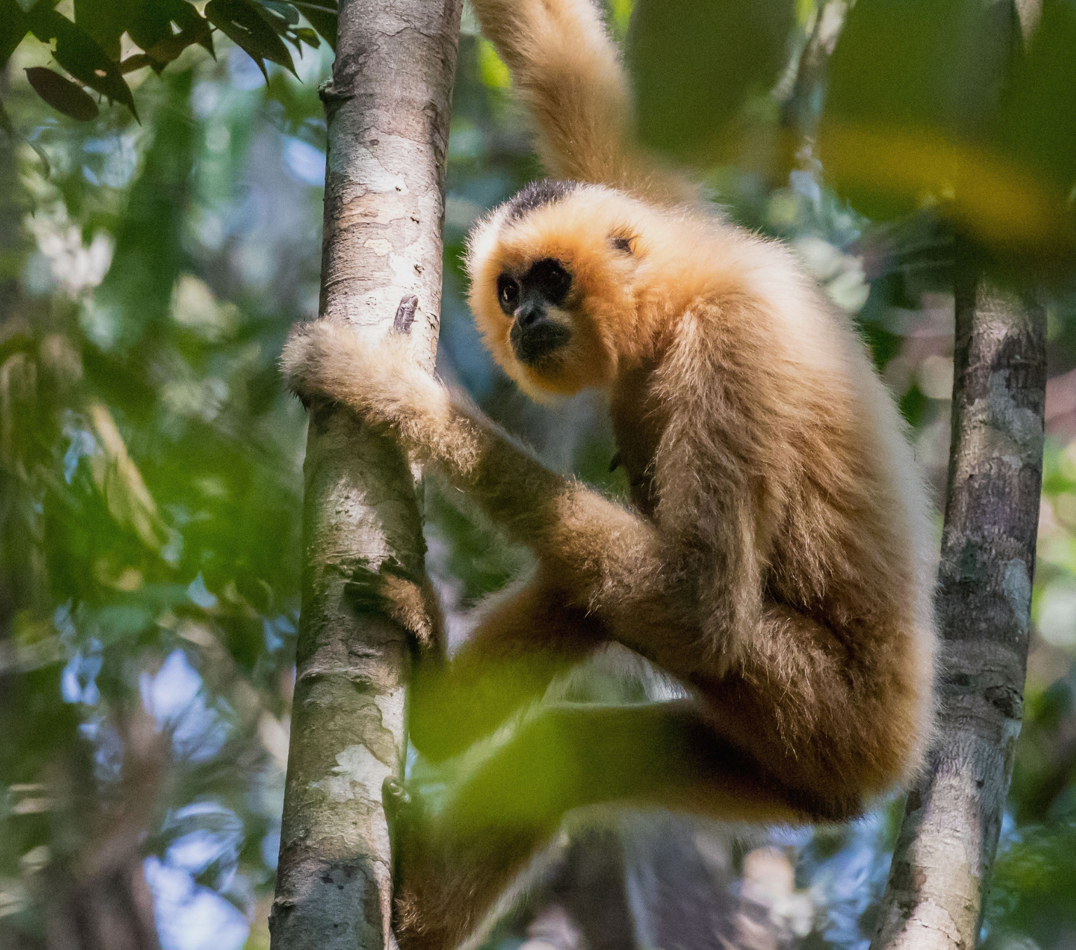 A yellow gibbon holds onto the trunk of a tree.
