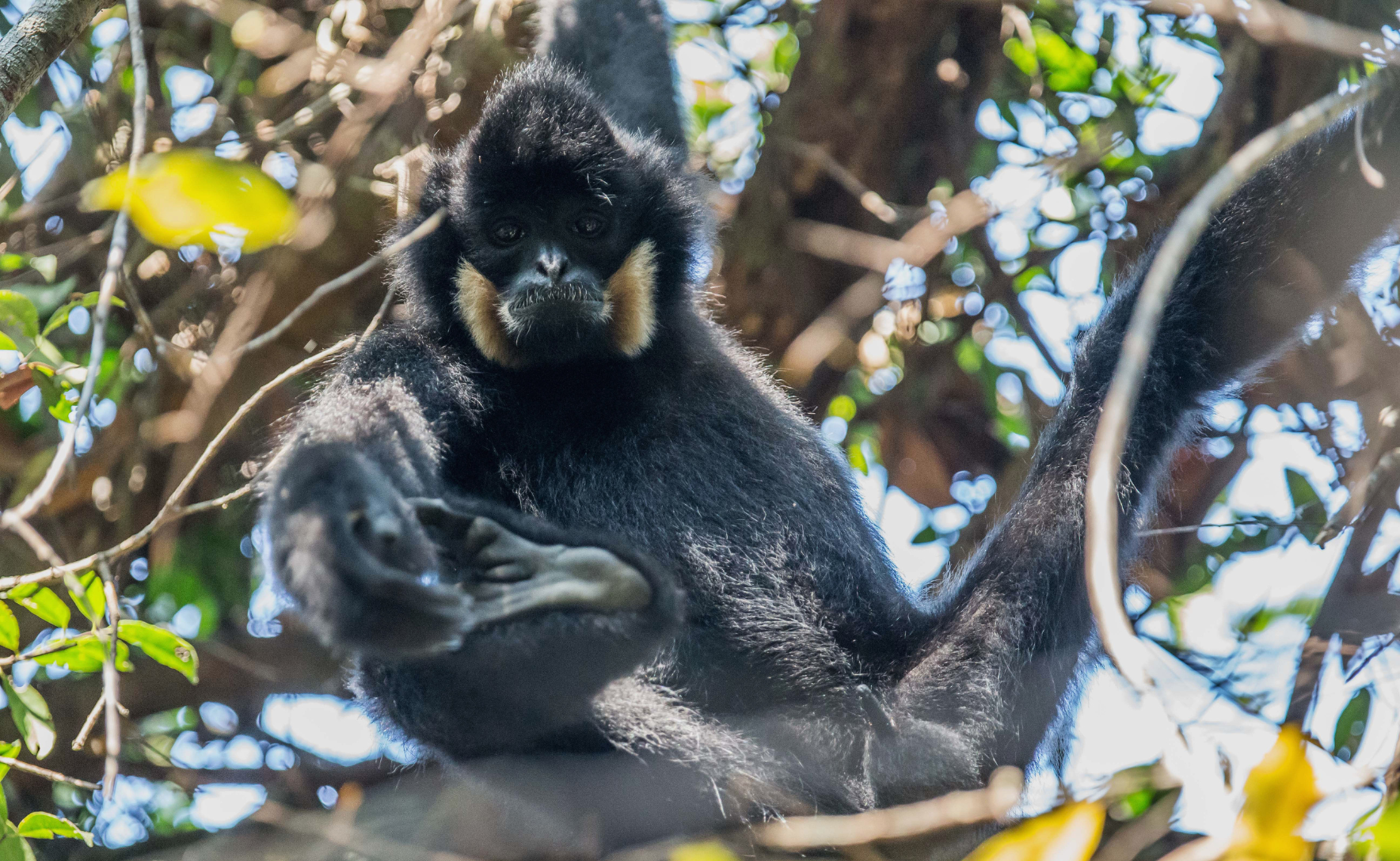 black gibbon sitting in a tree and holding it's foot
