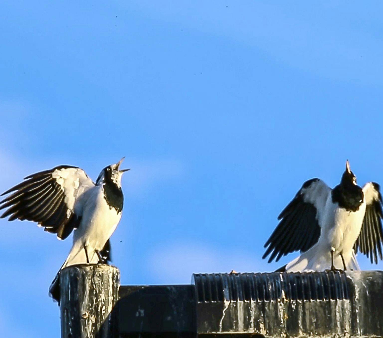 Two magpie-larks sitting on a roof performing a duet call