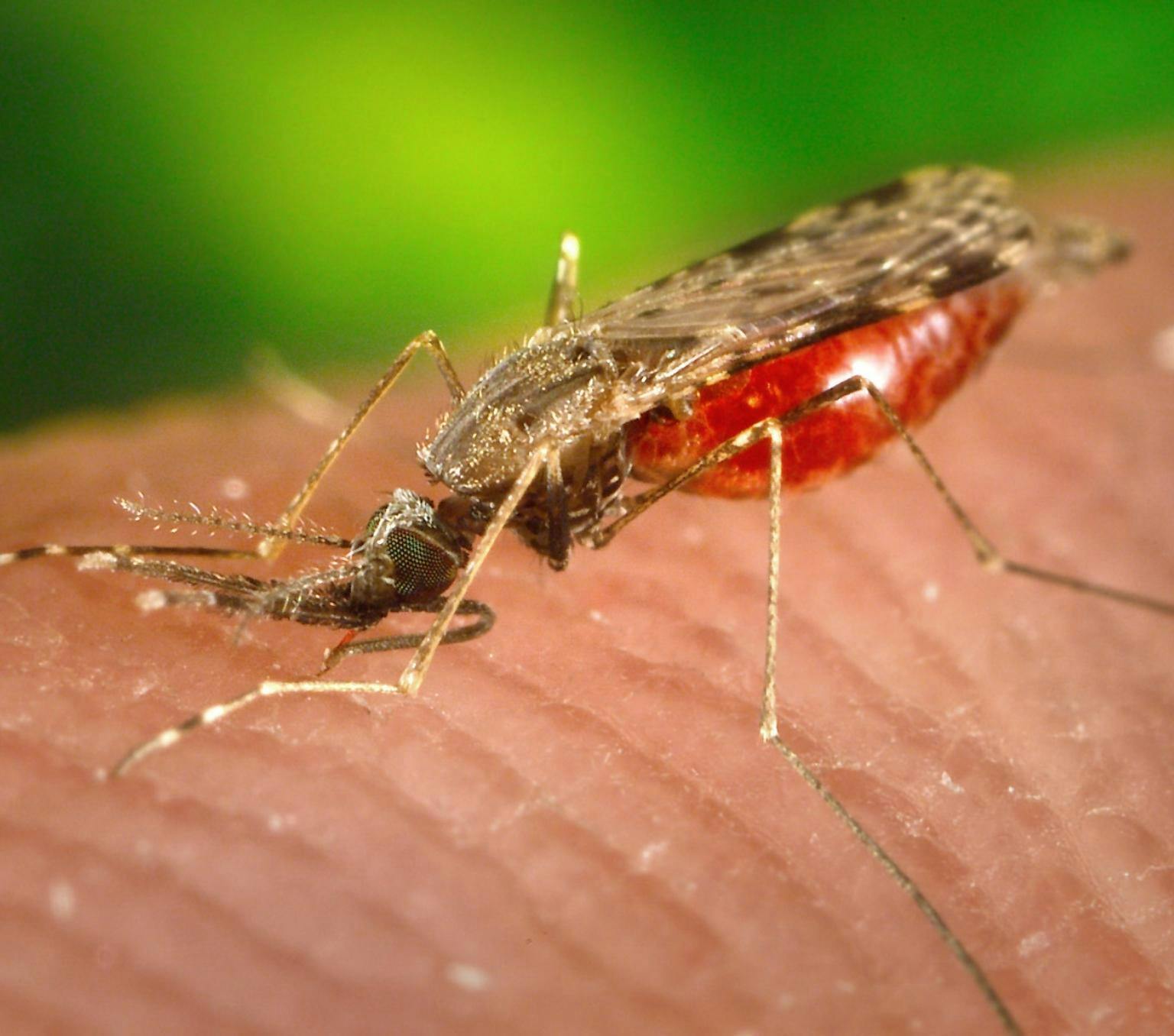 A feeding female Anopheles albimanus mosquito sucking blood from its human host. It has a bright-red abdomen that has become enlarged due to its blood meal contents. This mosquito is known for causing the parasitic disease malaria.