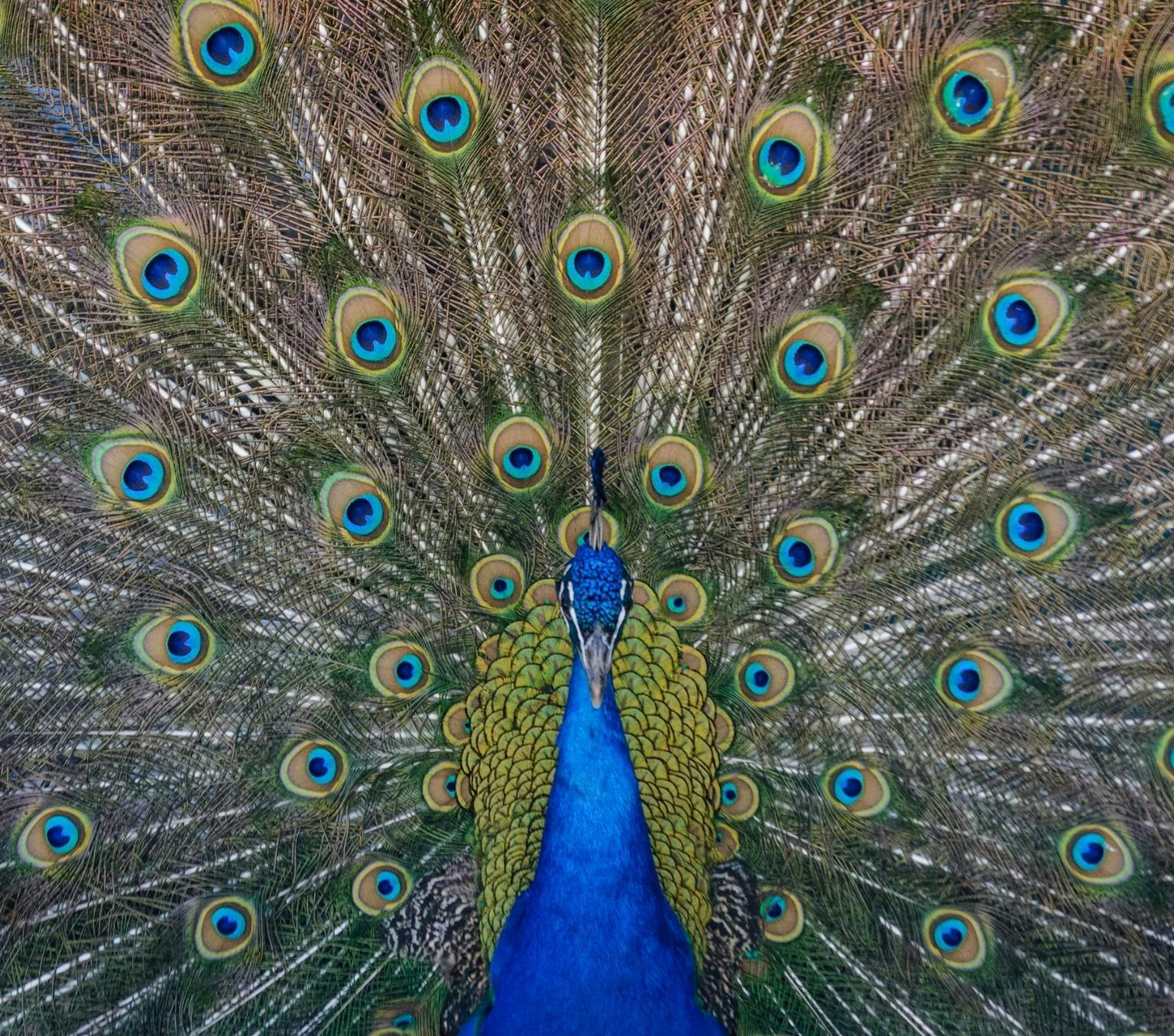 A vibrant blue peacock showcasing its remarkable tail, also known as a train, which gives off the illusion of having lots of large penetrating blue eyes.