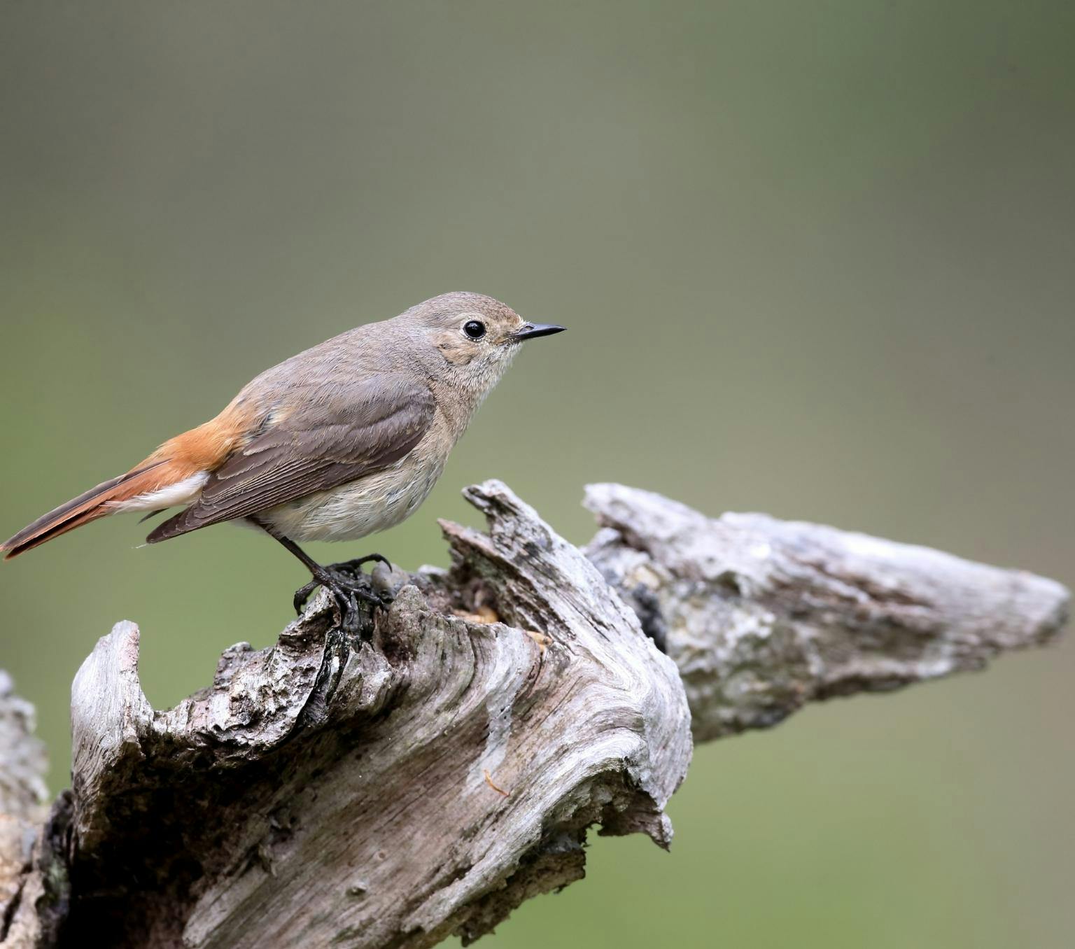 A common female redstart bird perched on a tree branch. It has a bright orange tail and a brown coloured body.