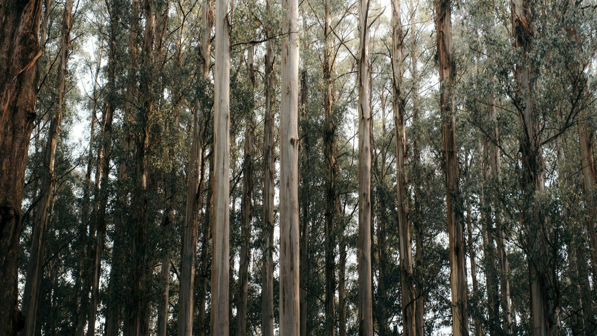 Eucalyptus tree trunks and leaves.