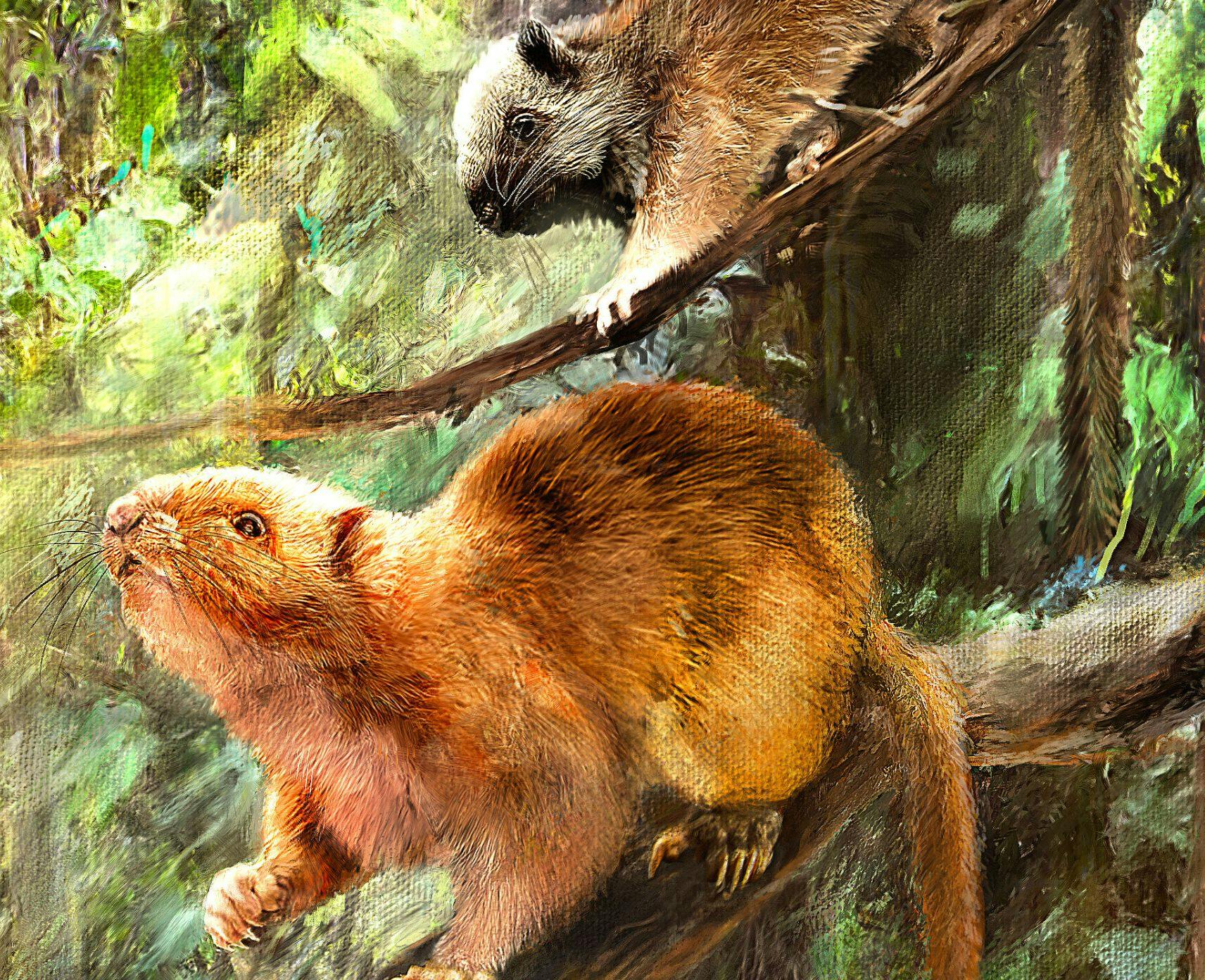 Artist's rendering of two giant cloud rats in a tree.