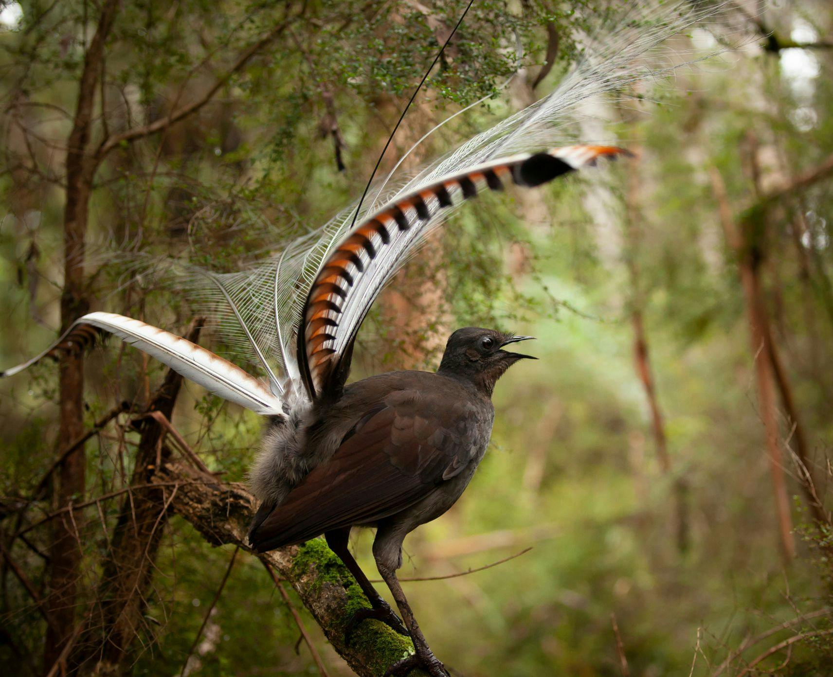 Image of male lyrebirdd standing on a tree branch