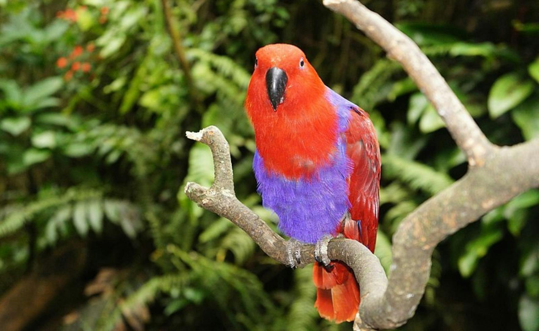 A red parrot with a purple chest sits on a branch with green foliage in the background