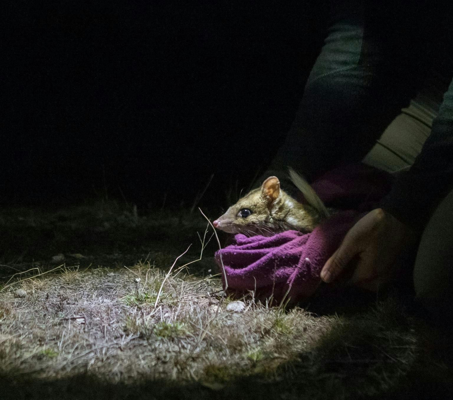 A quoll wrapped in a purple blanket is placed on the ground at night. A spotlight lights up the ground in front of it.