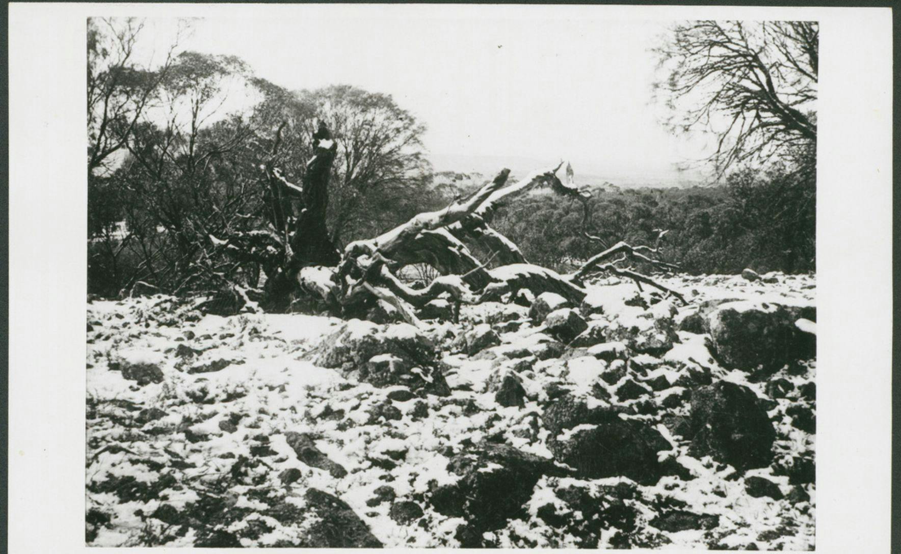 A black and white photograph of a rocky landscape and a fallen tree covered in snow.