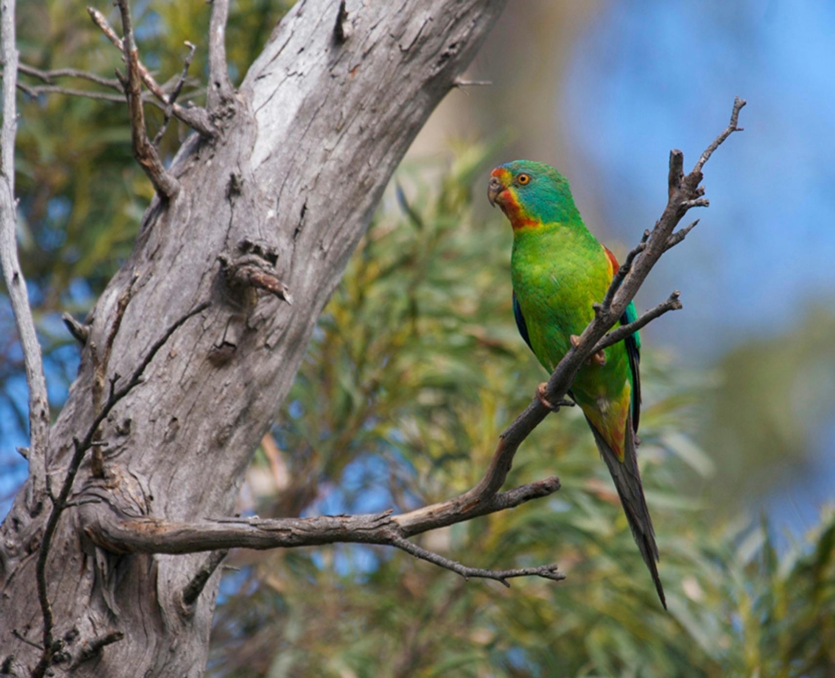 A green parrot, with red, yellow and blue feathers near its beak sits on a twig in a tree.