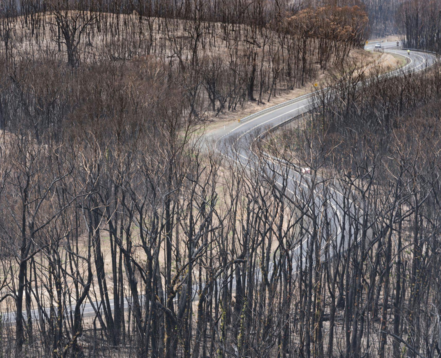 Black road snakes through burnt forest. Small hills are covered with black tree trucks.