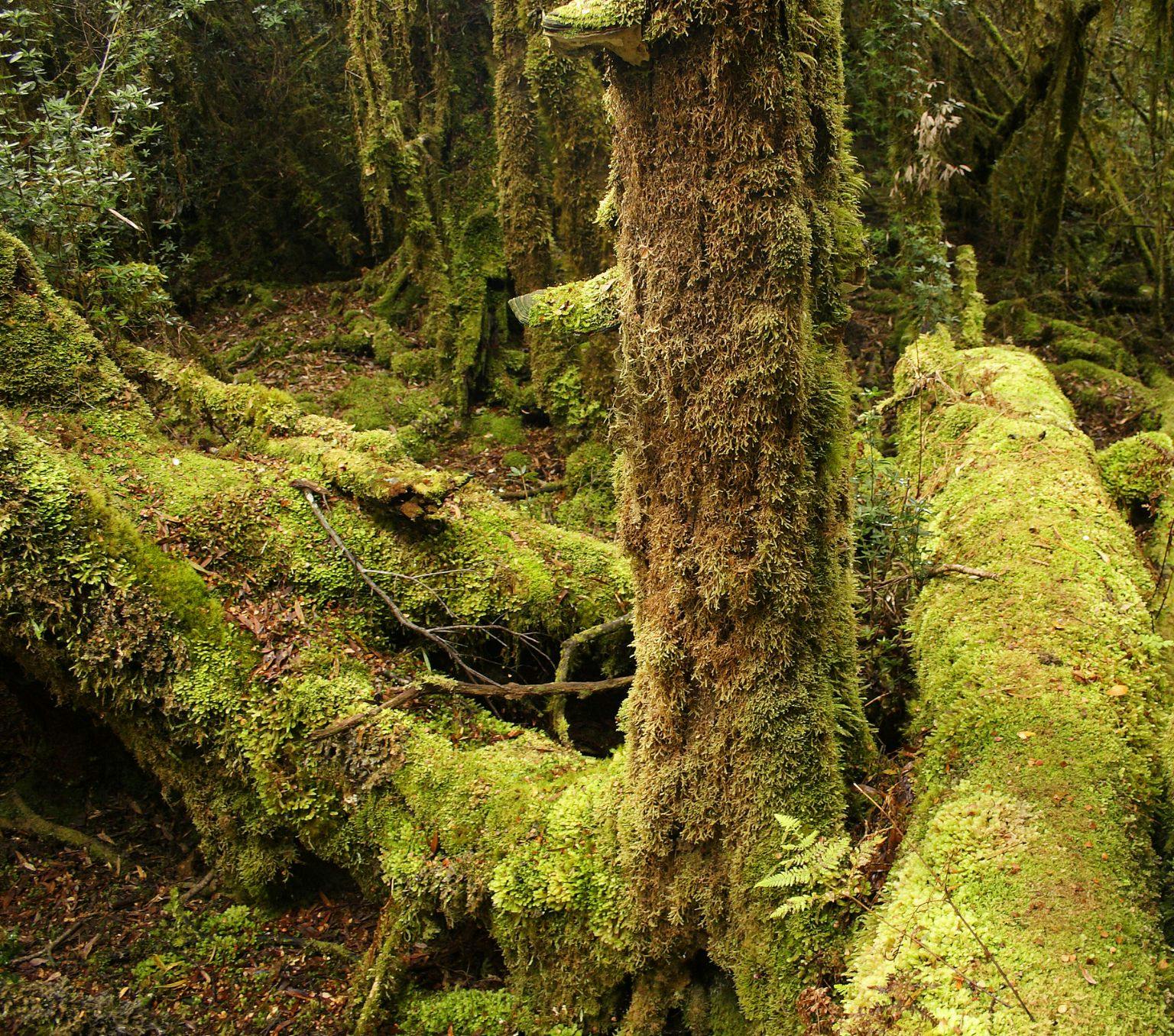 Moss growing on trees in old forest in Tasmania