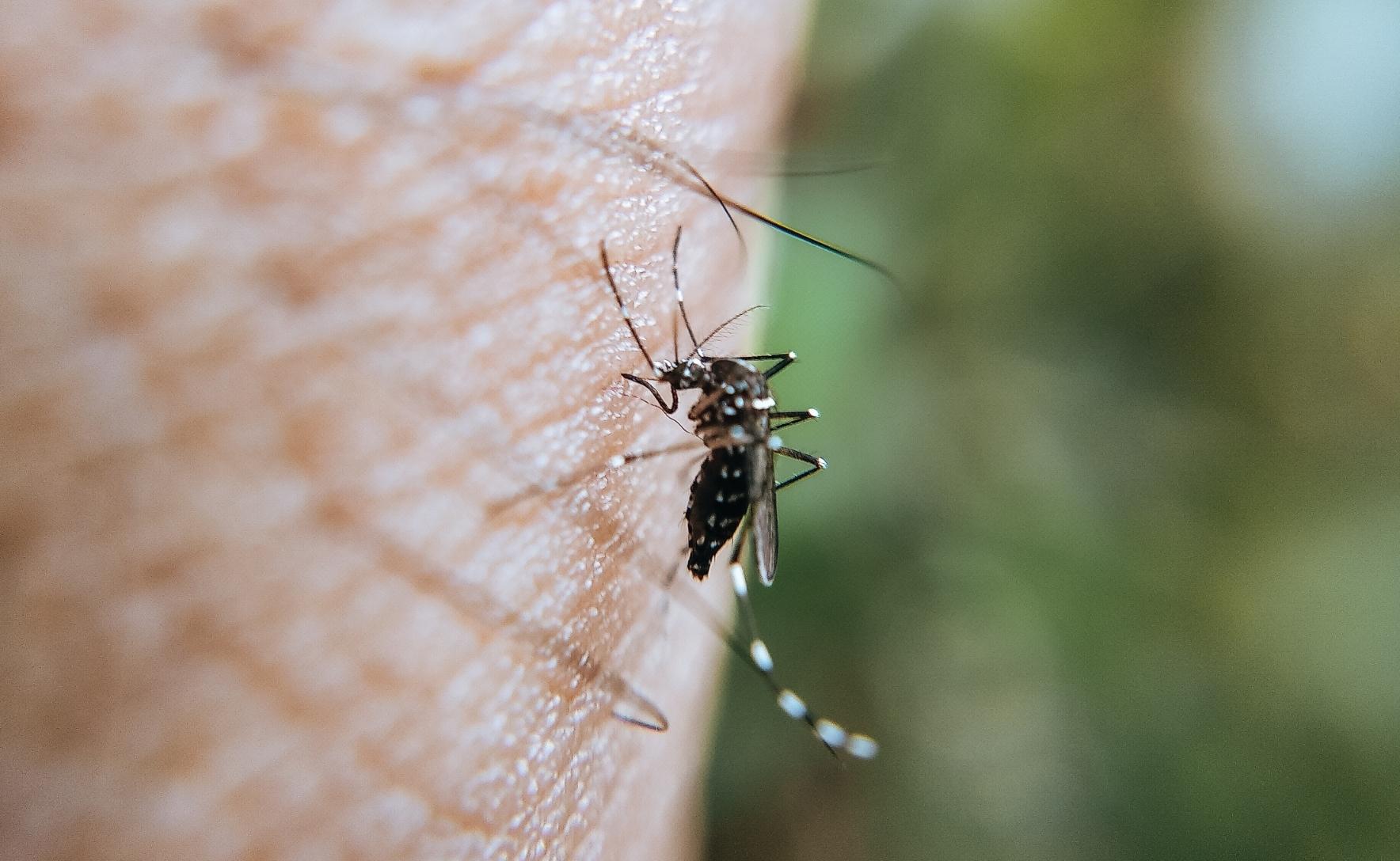 close up of a mosquito resting on a human's skin in front of a green blurred background