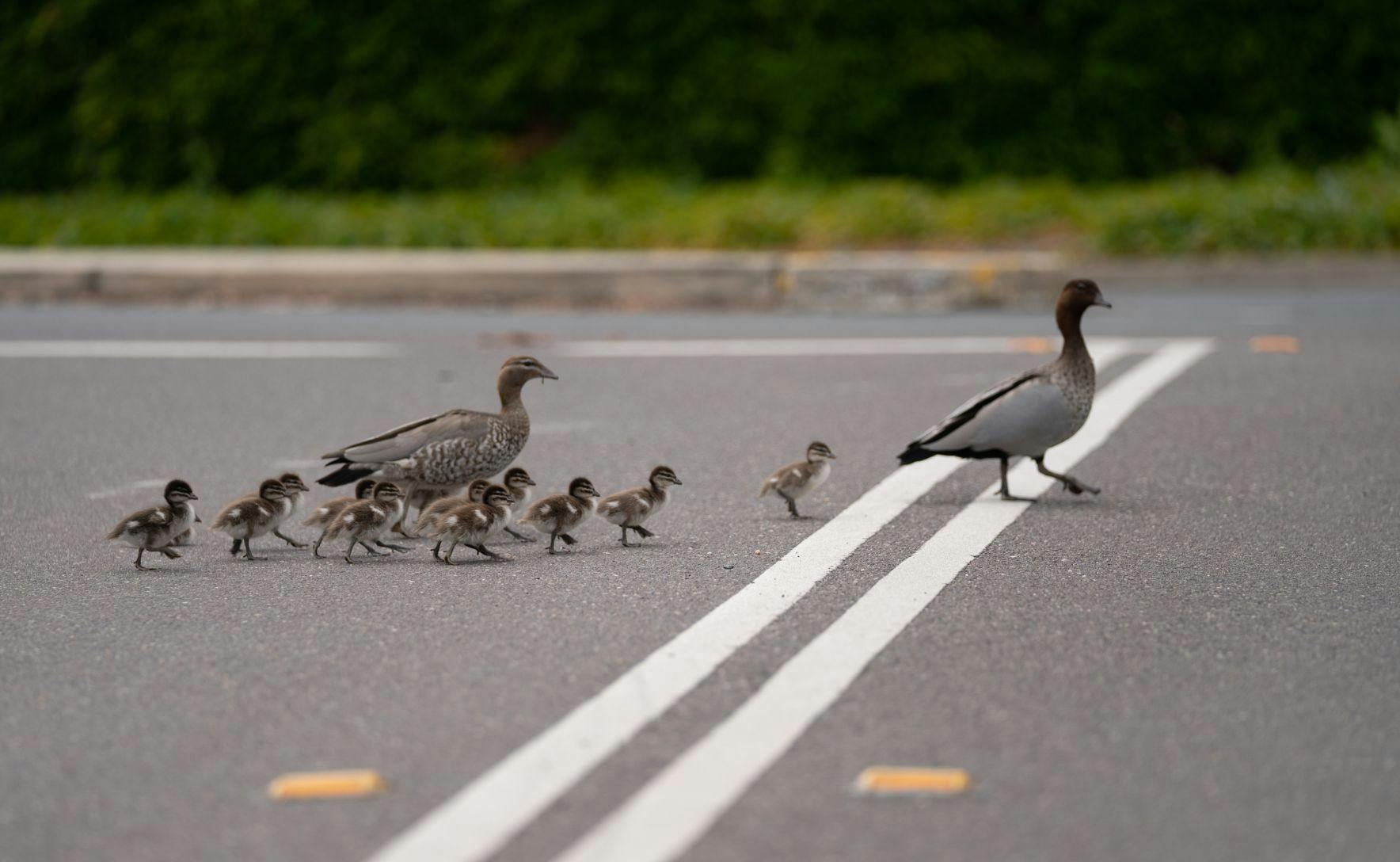A family of ducks waddling along a road. There are eleven ducklings and two ducks.