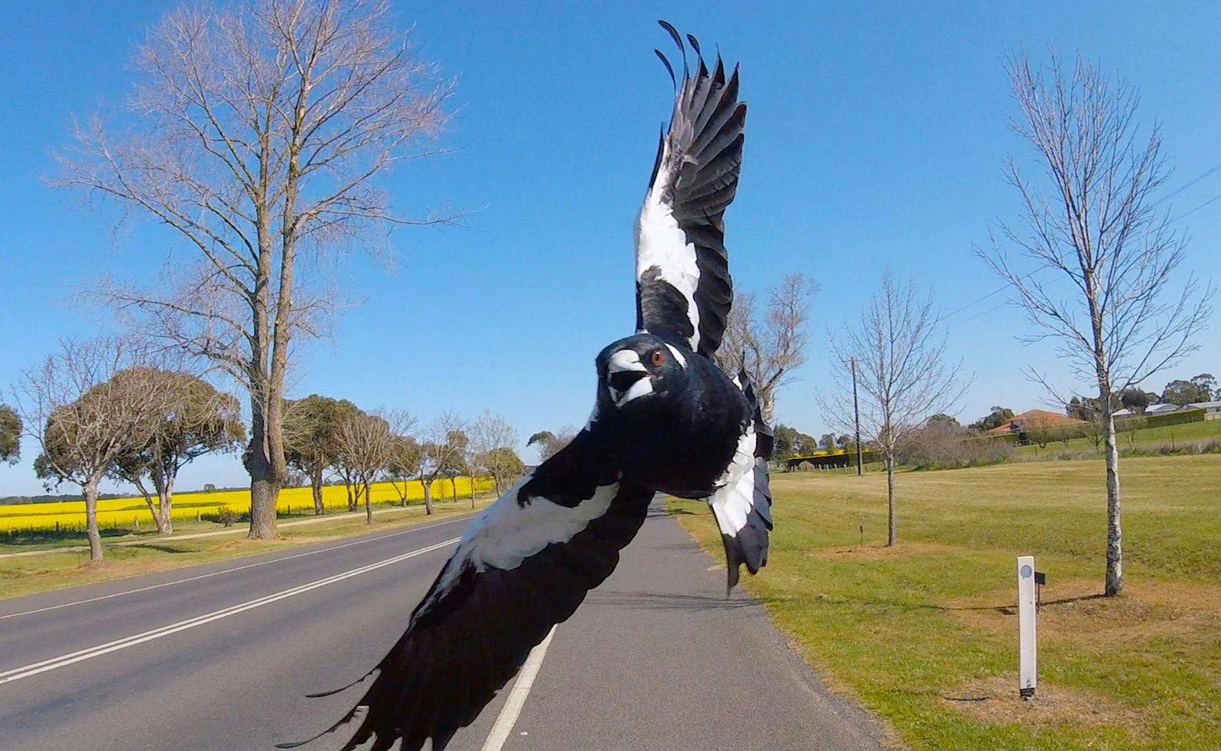 A magpie swoops towards the camera, wings spread and beak open. It is flying above an empty road on a blue sky day.