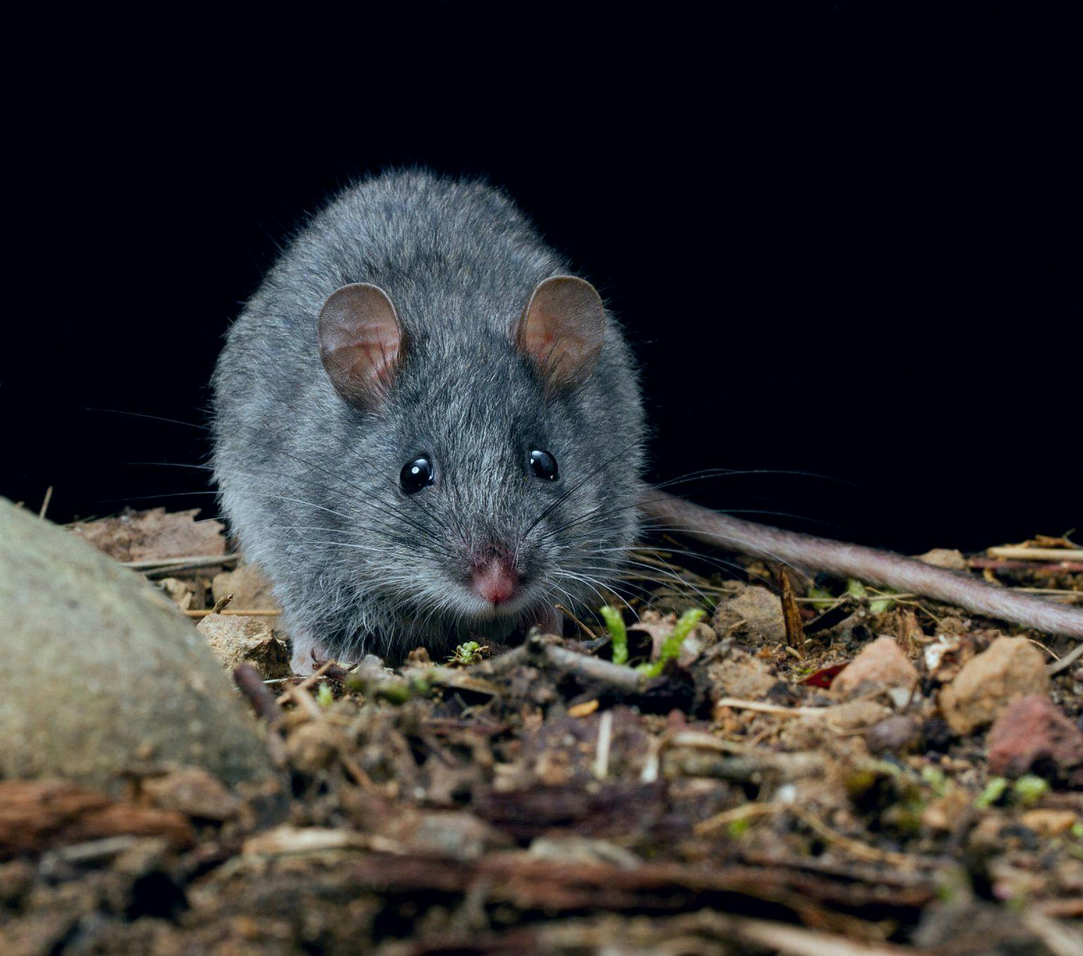 Small native rodent on soil with a black background
