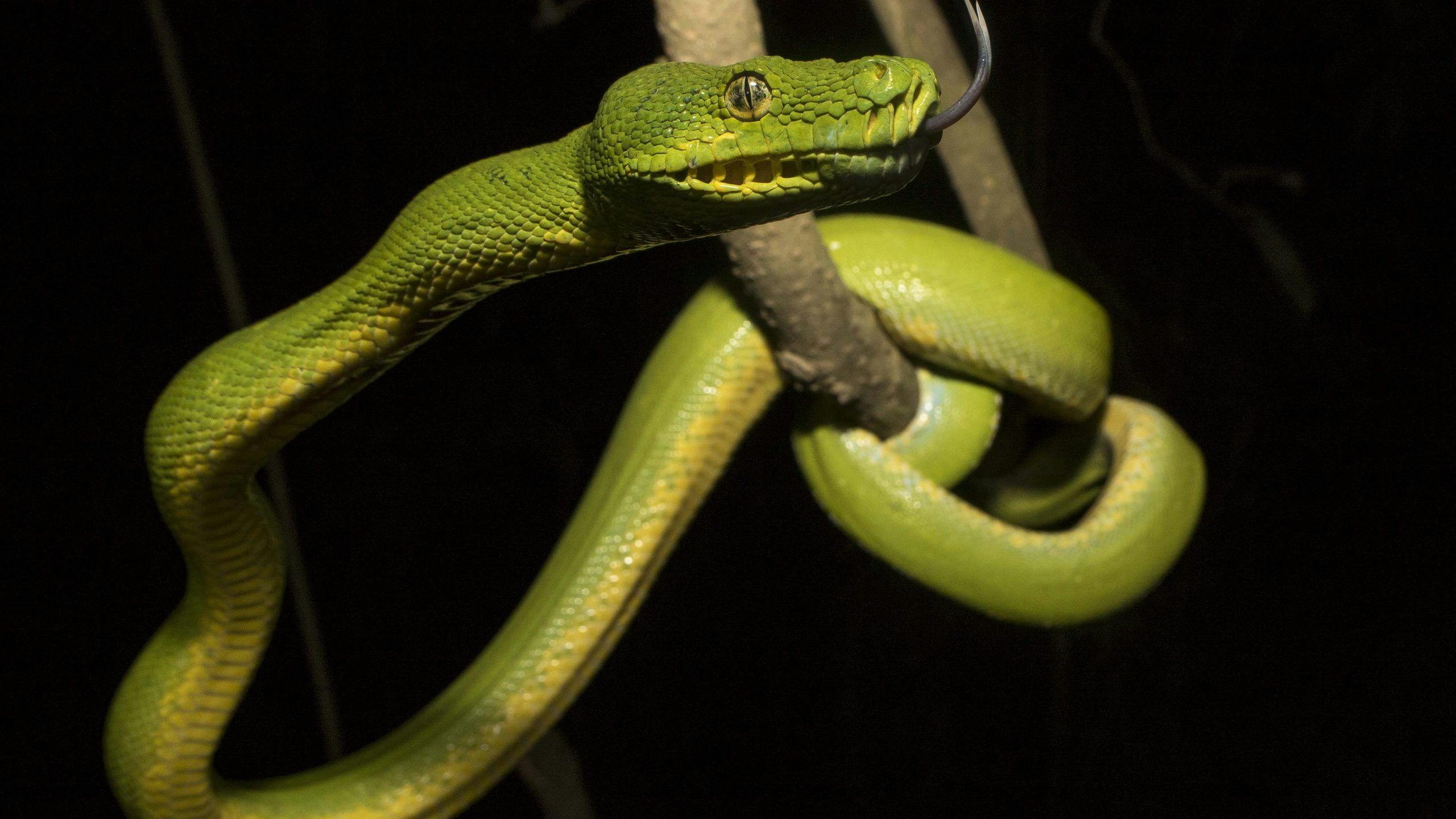 green snake looped on a tree branch in front of a black background