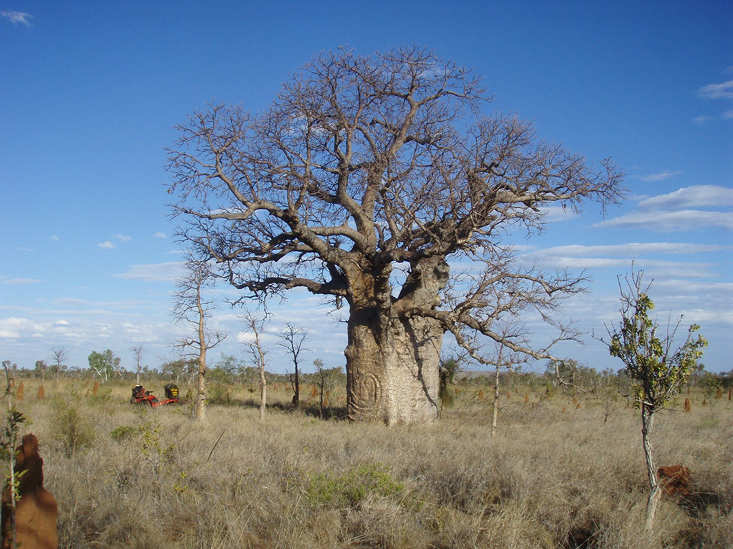 Boab tree with carving pictured in a flat grassland landscape with blue sky