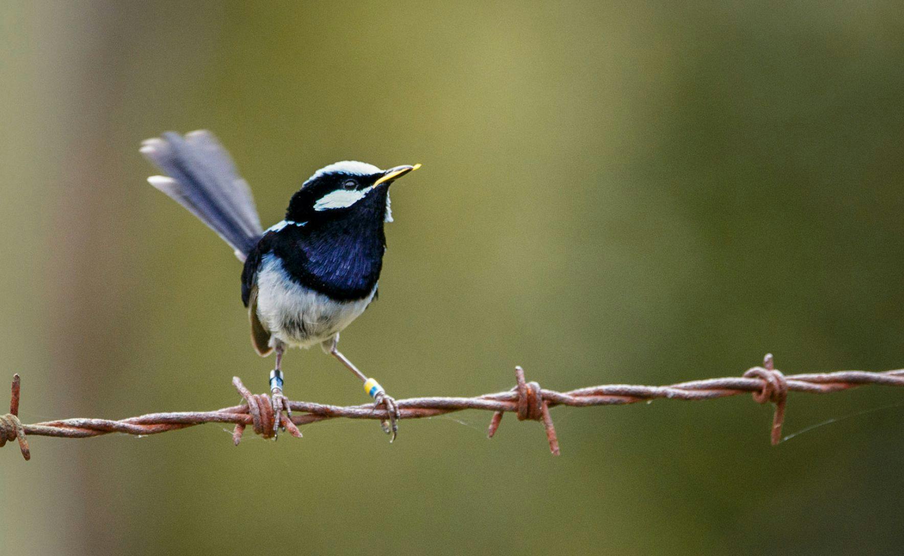 A male superb fairy wren is perched on a barbed wire fence.