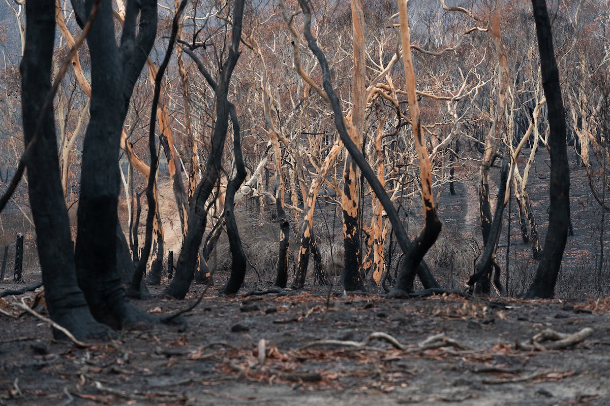 burnt trees with black trunks and some light brown exposed bark. The ground is black and grey with ash.