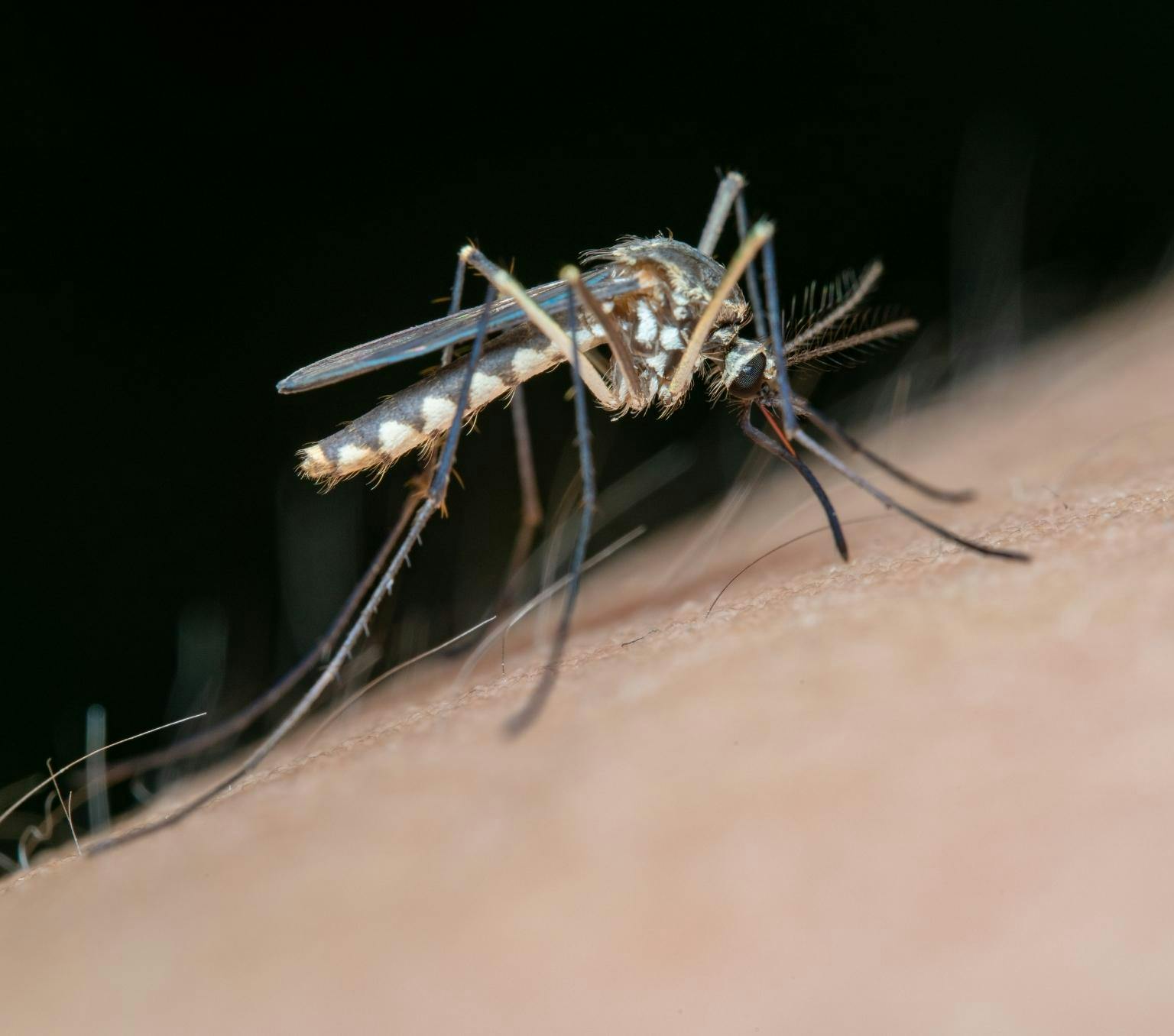 a close up of a mosquito resting on human skin