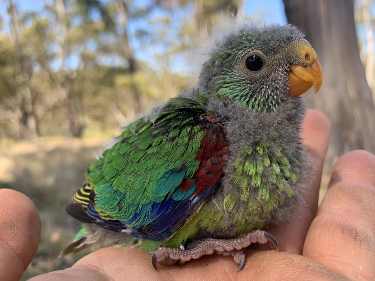 baby parrot with grey, green, red and blue feathers is cupped in a person's hand