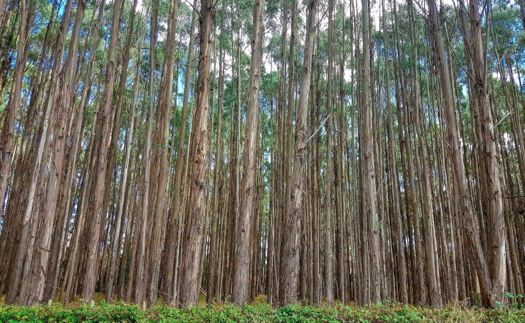 Rows of tall eucalyptus trees against a blue sky